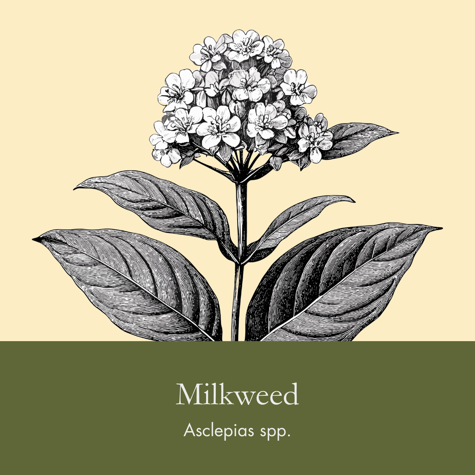 Milkweed.png