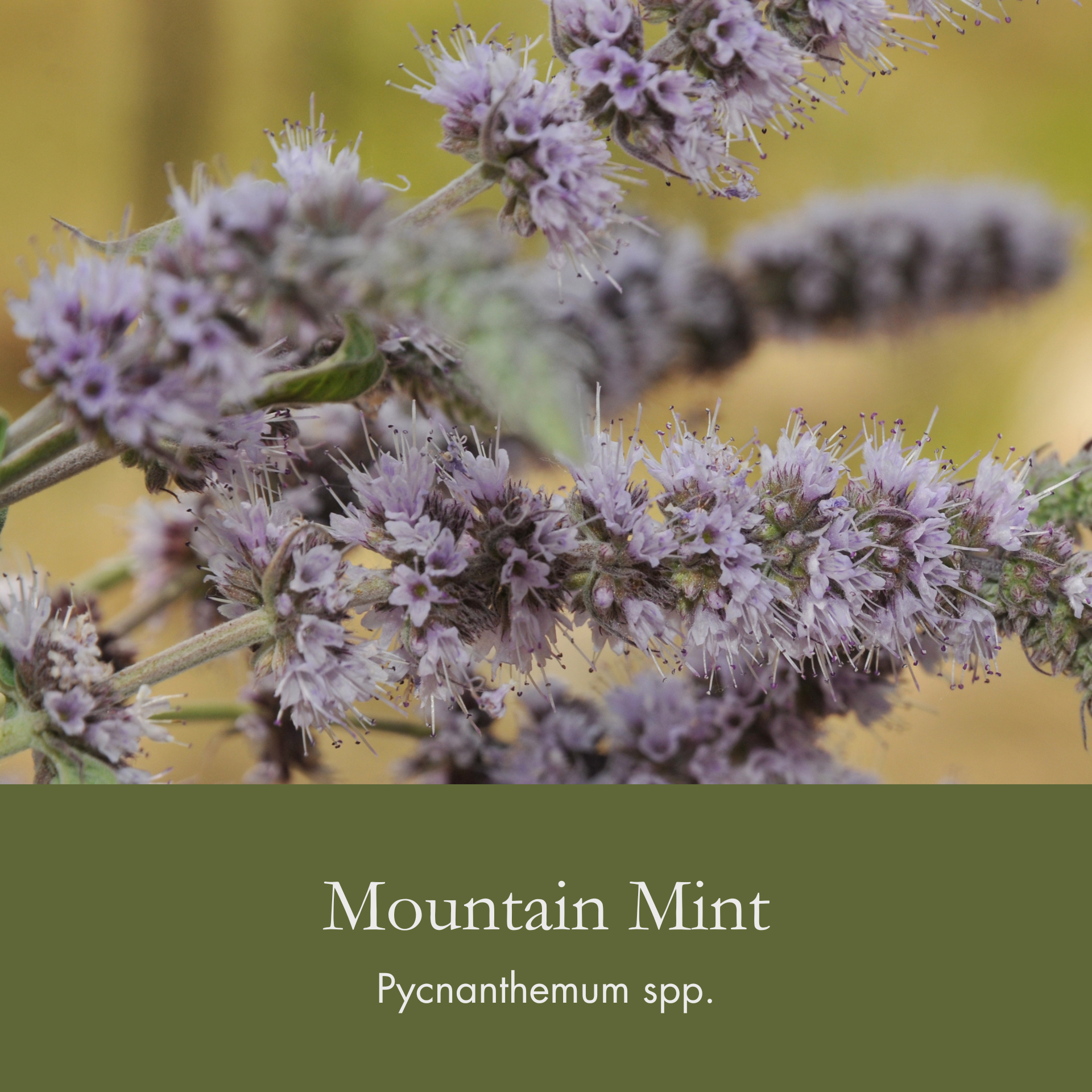 Mountain Mint.png