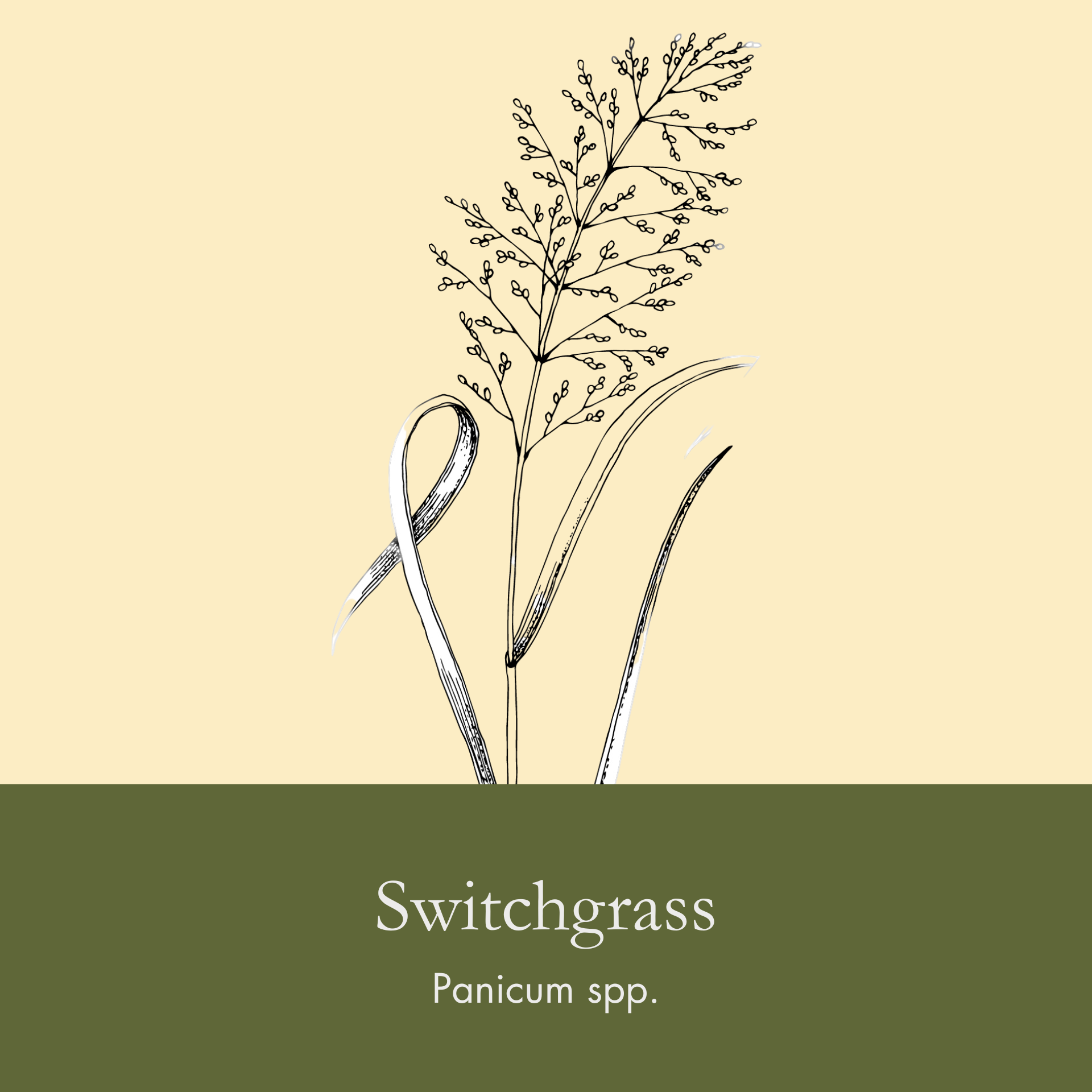 Switchgrass.png