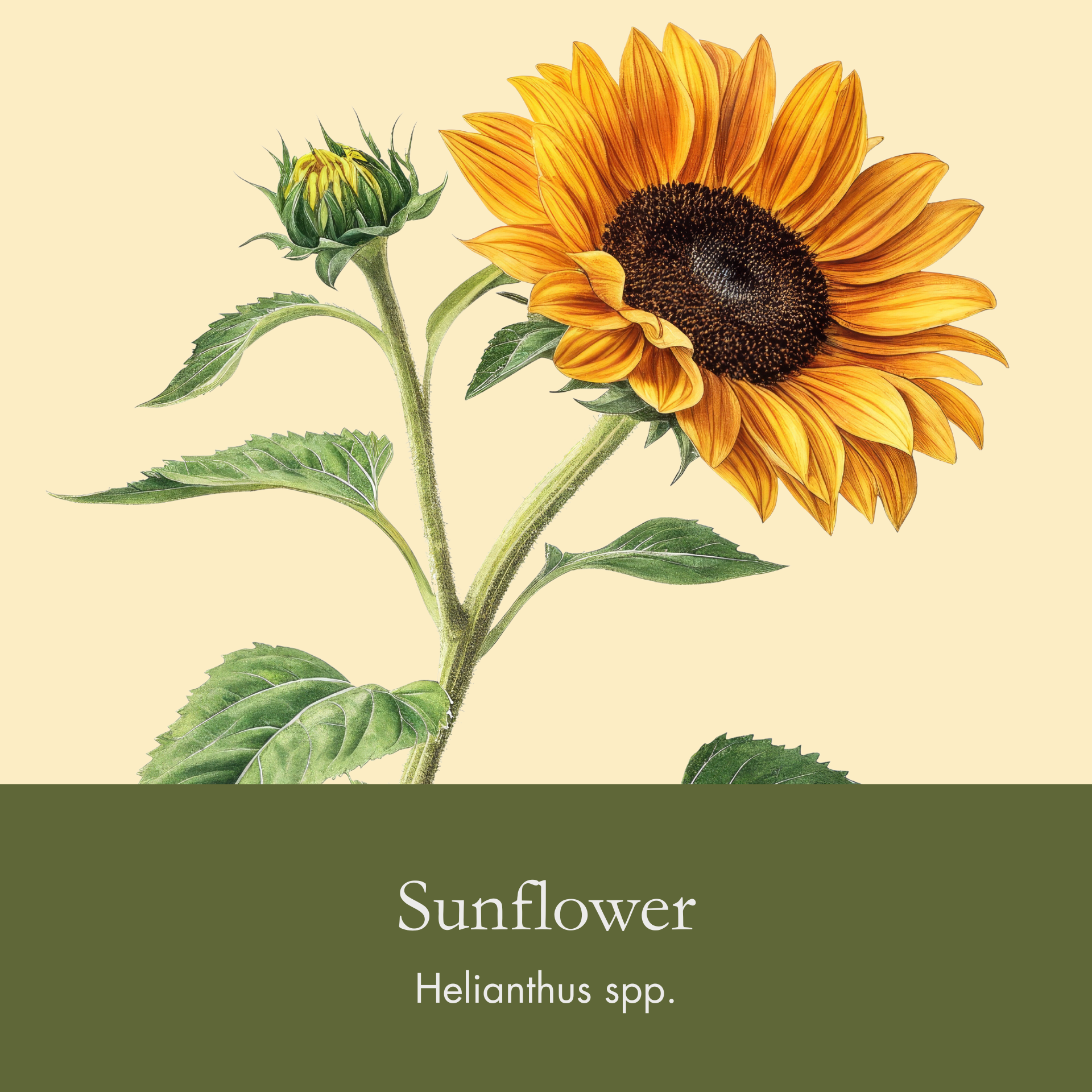 Sunflower.png