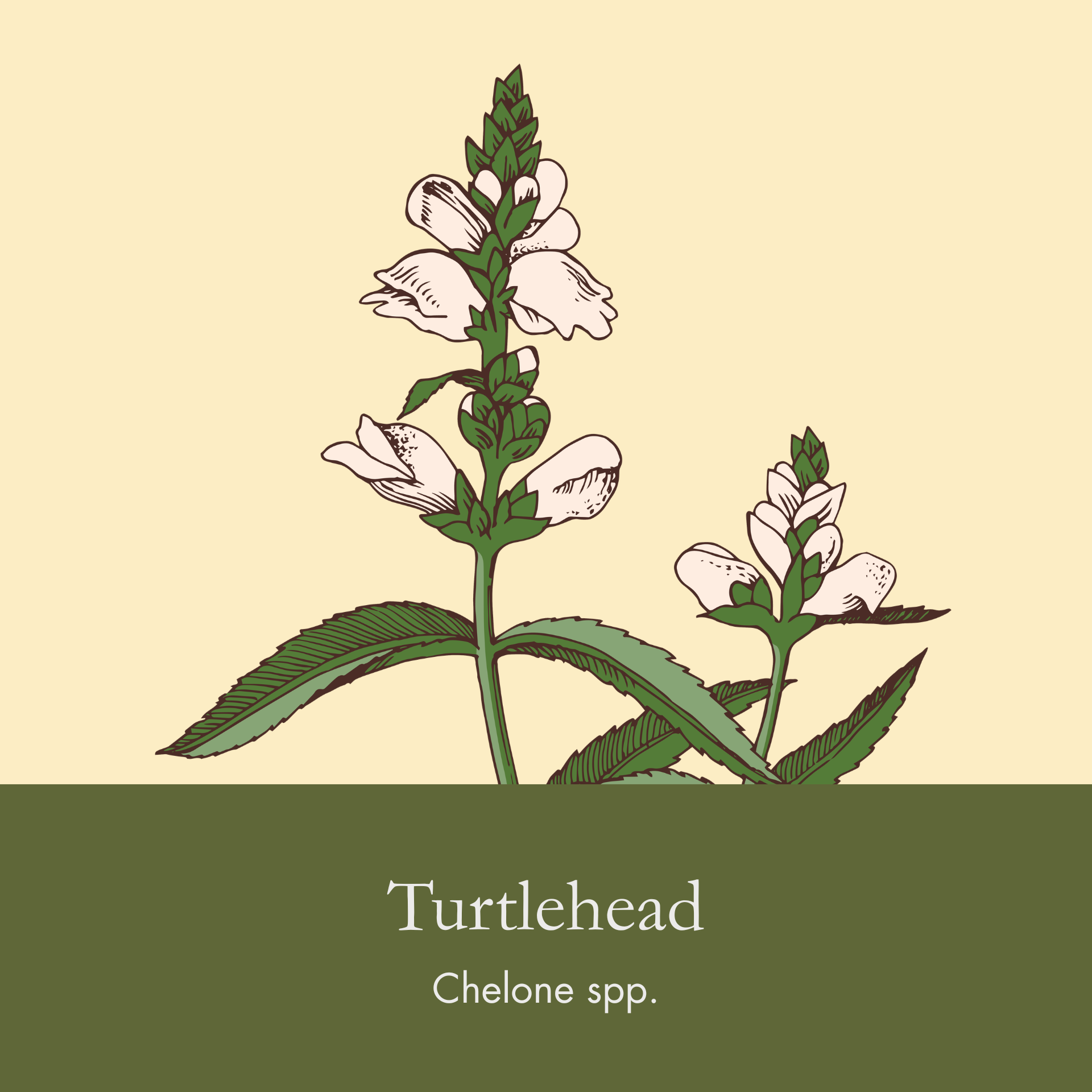 Turtlehead.png