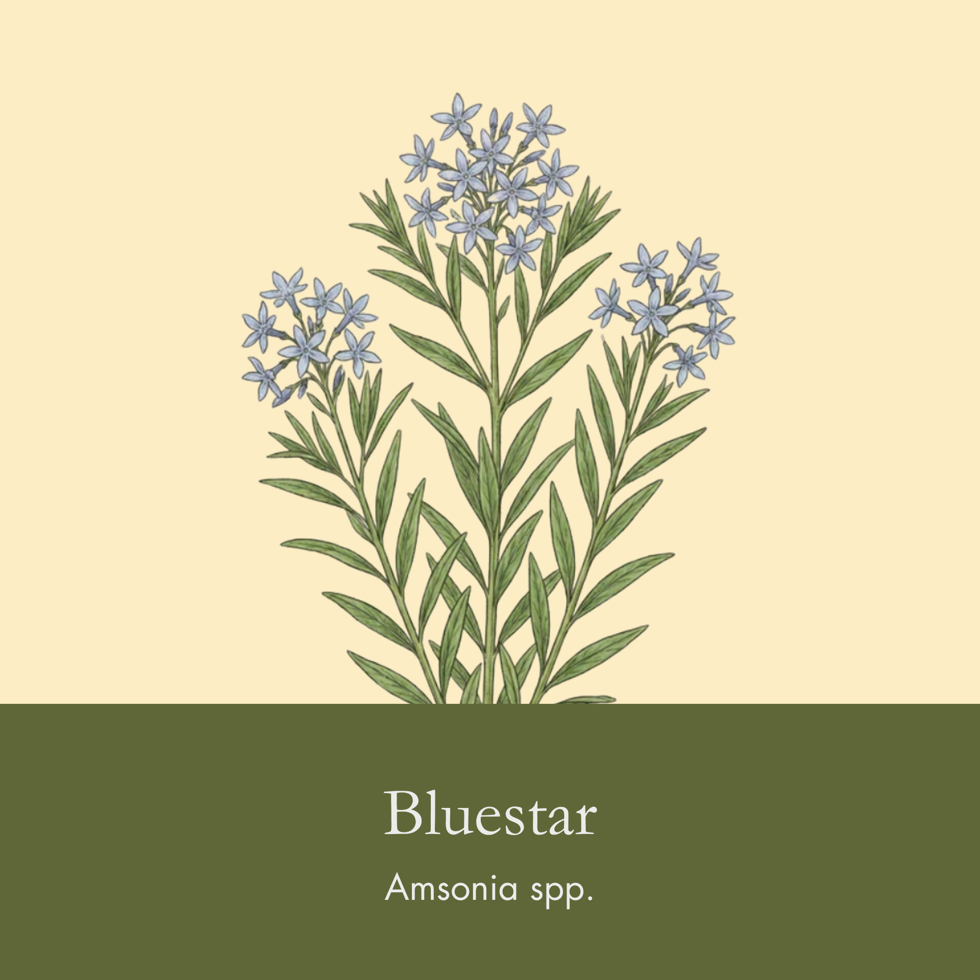 Bluestar
