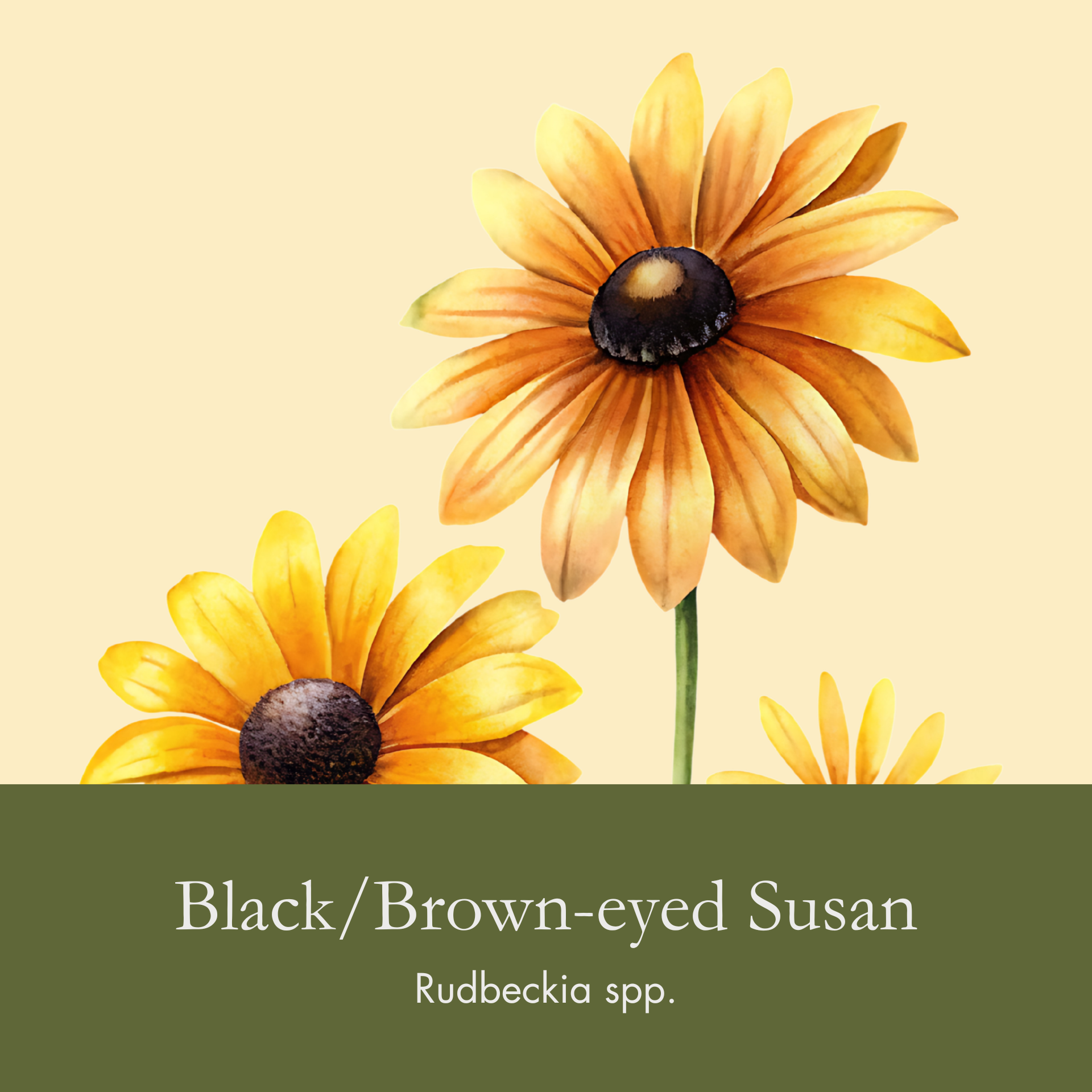 Black/Brown-eyed Susan