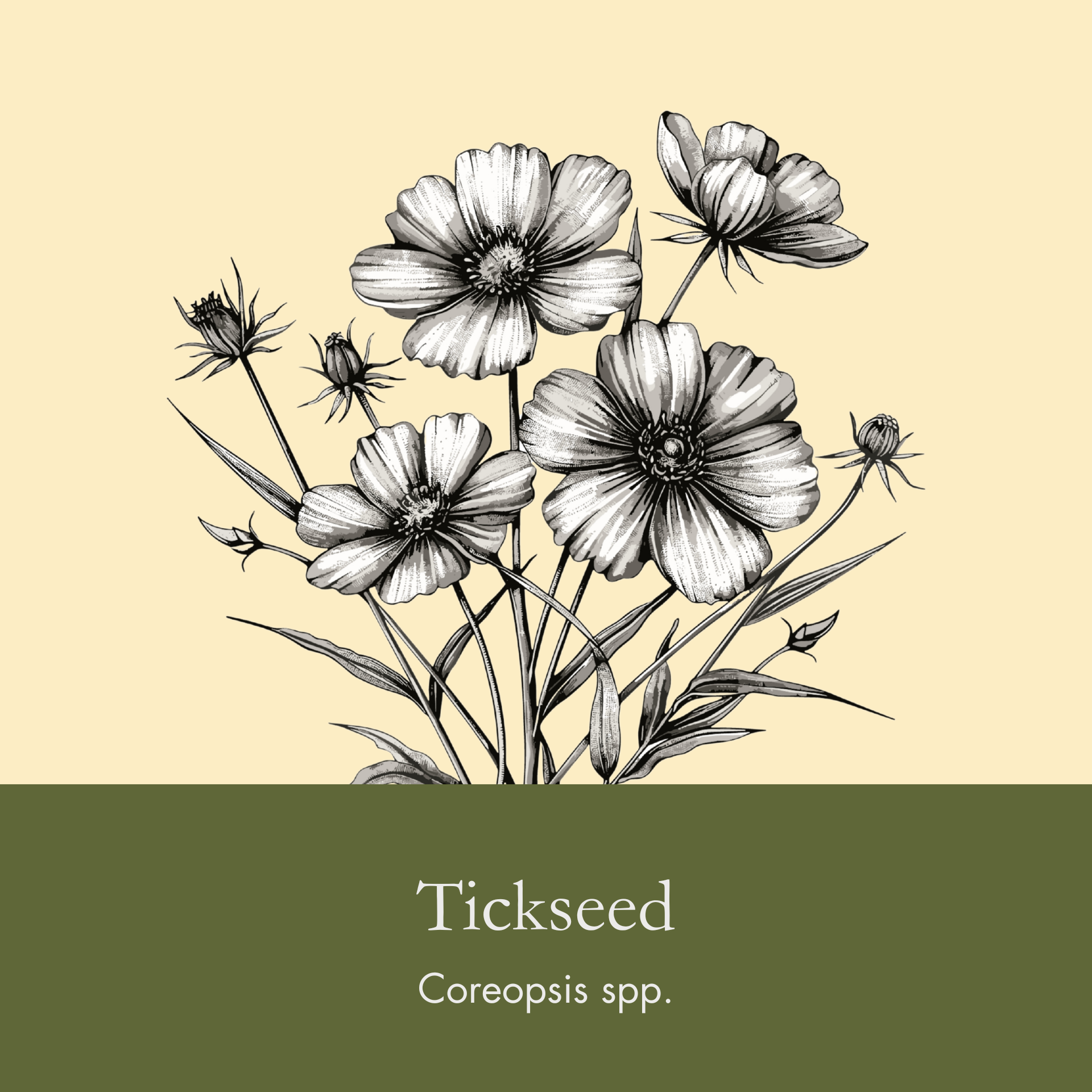 Tickseed