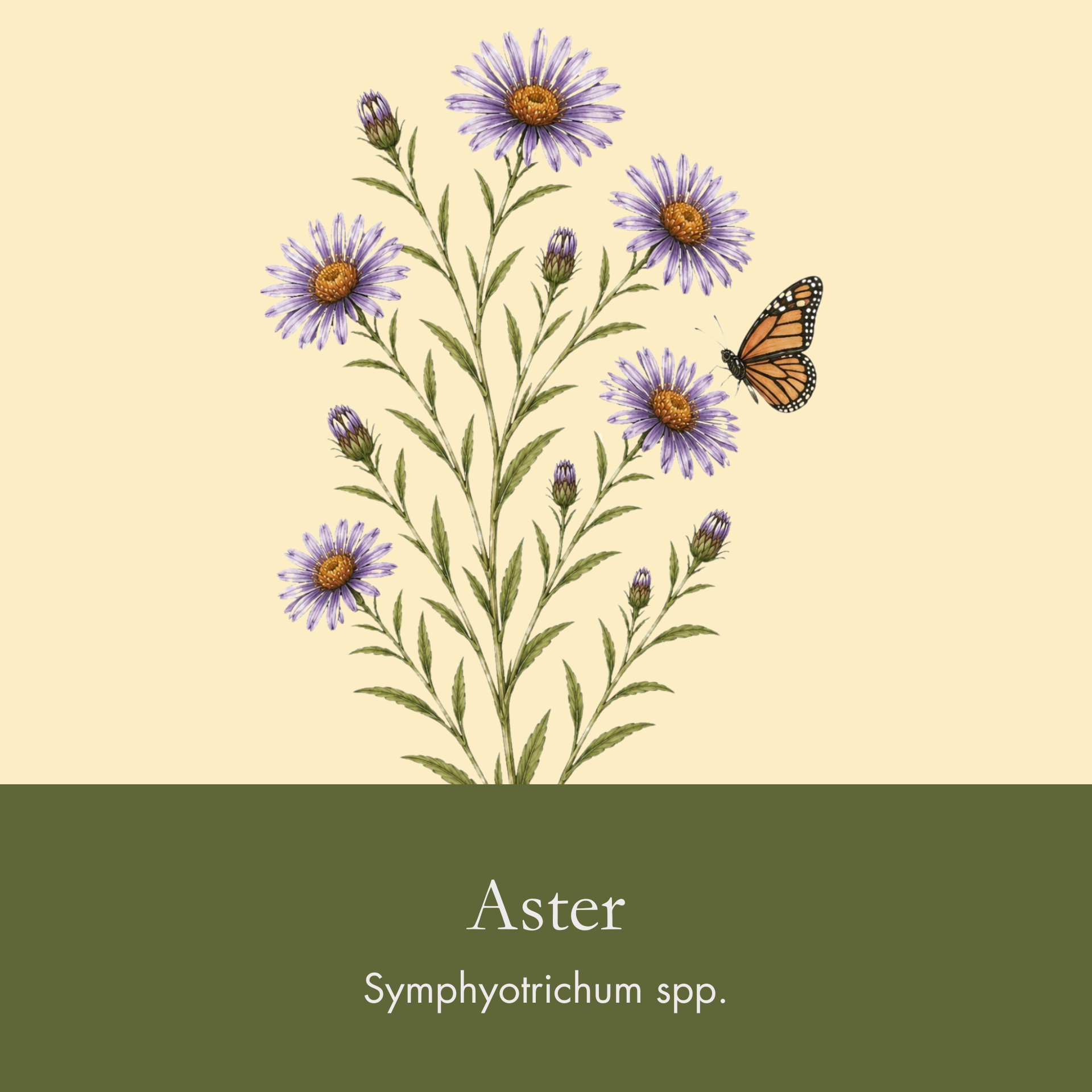 Aster.png