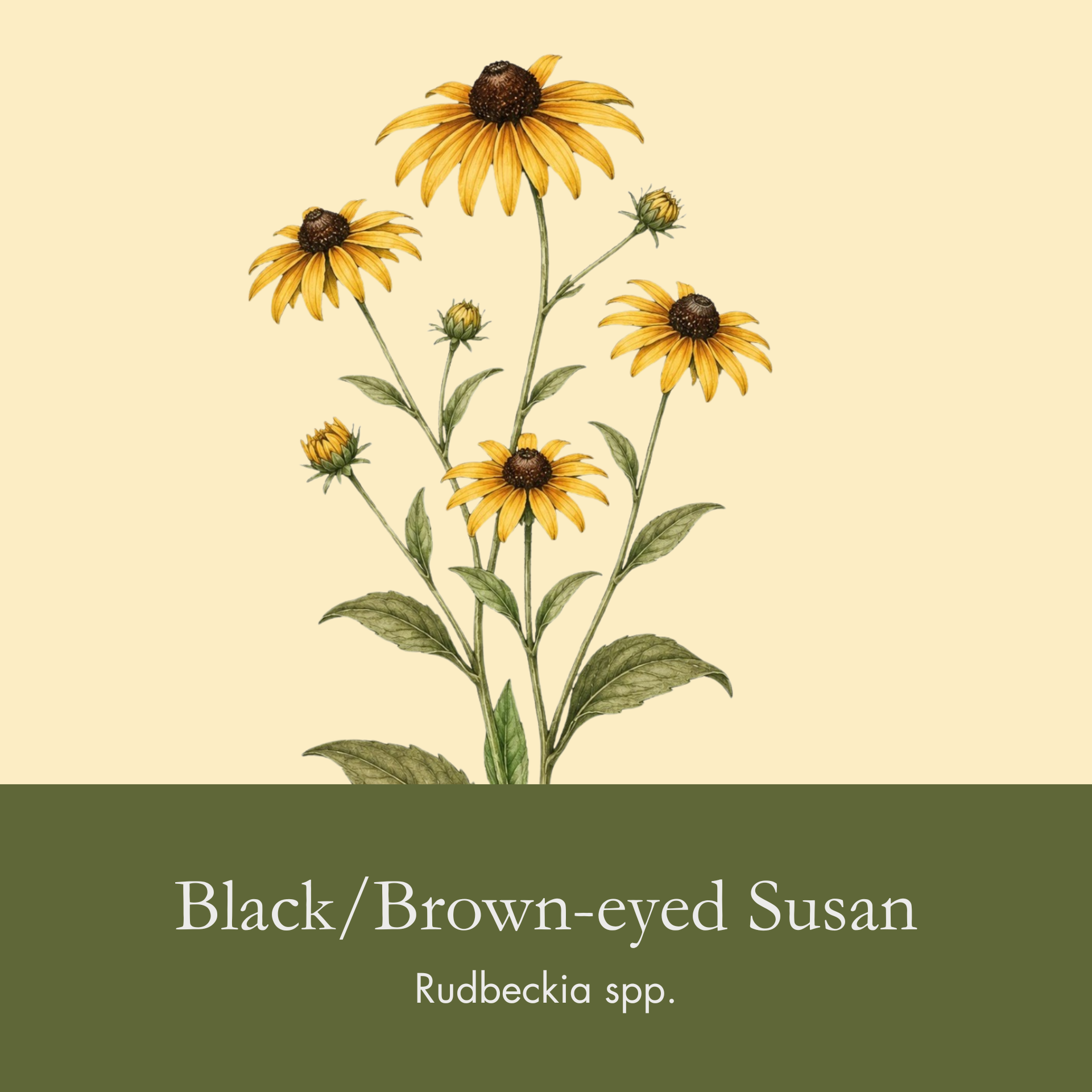 Brown-Eyed Susan.png