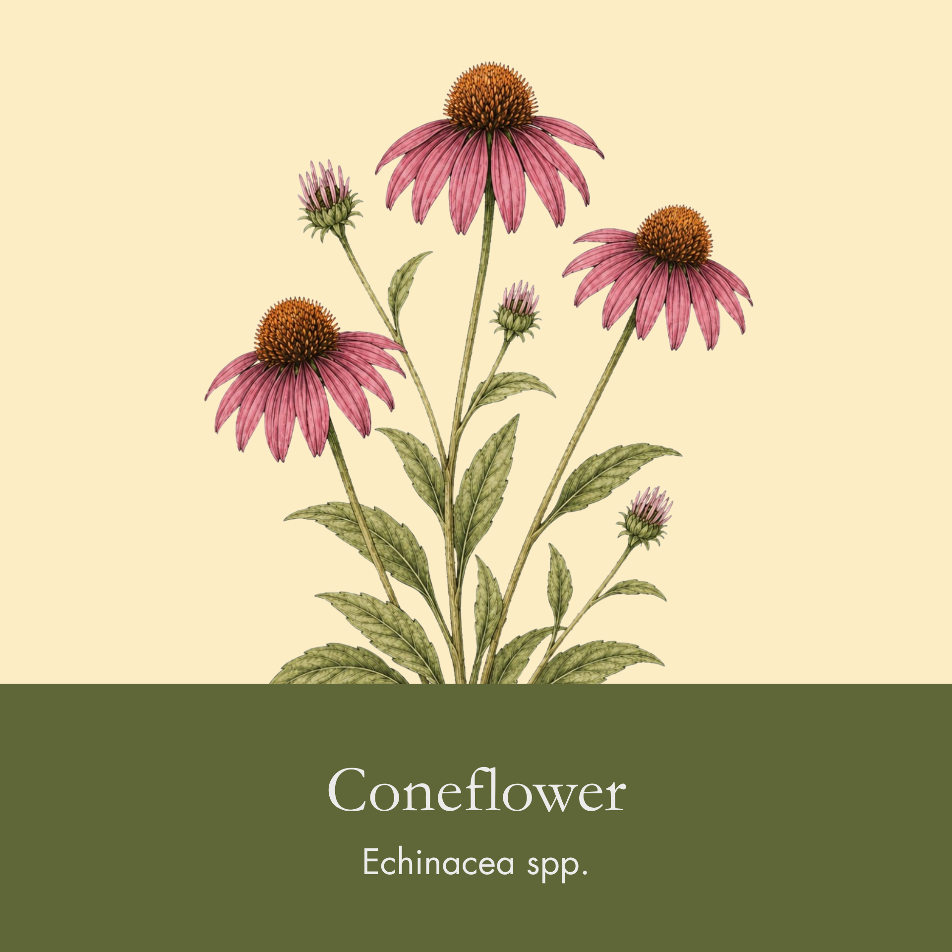 Cone Flower.png