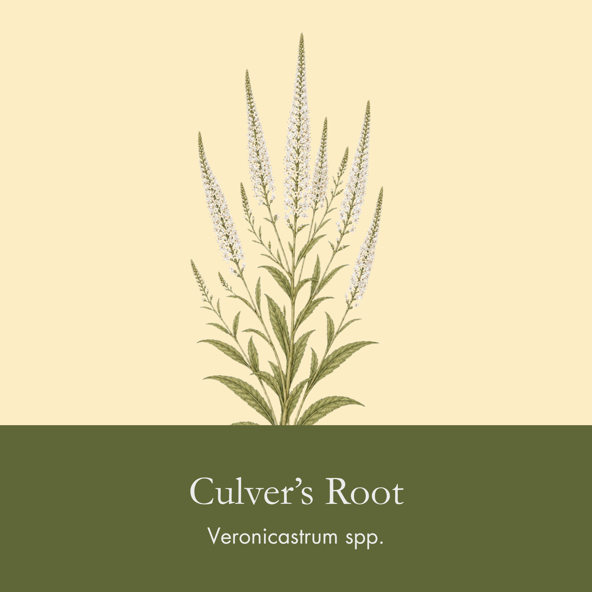 Culver's Root.png