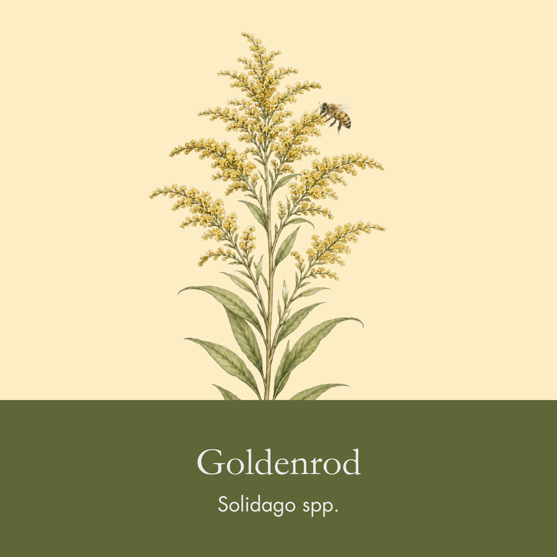 Goldenrod.png