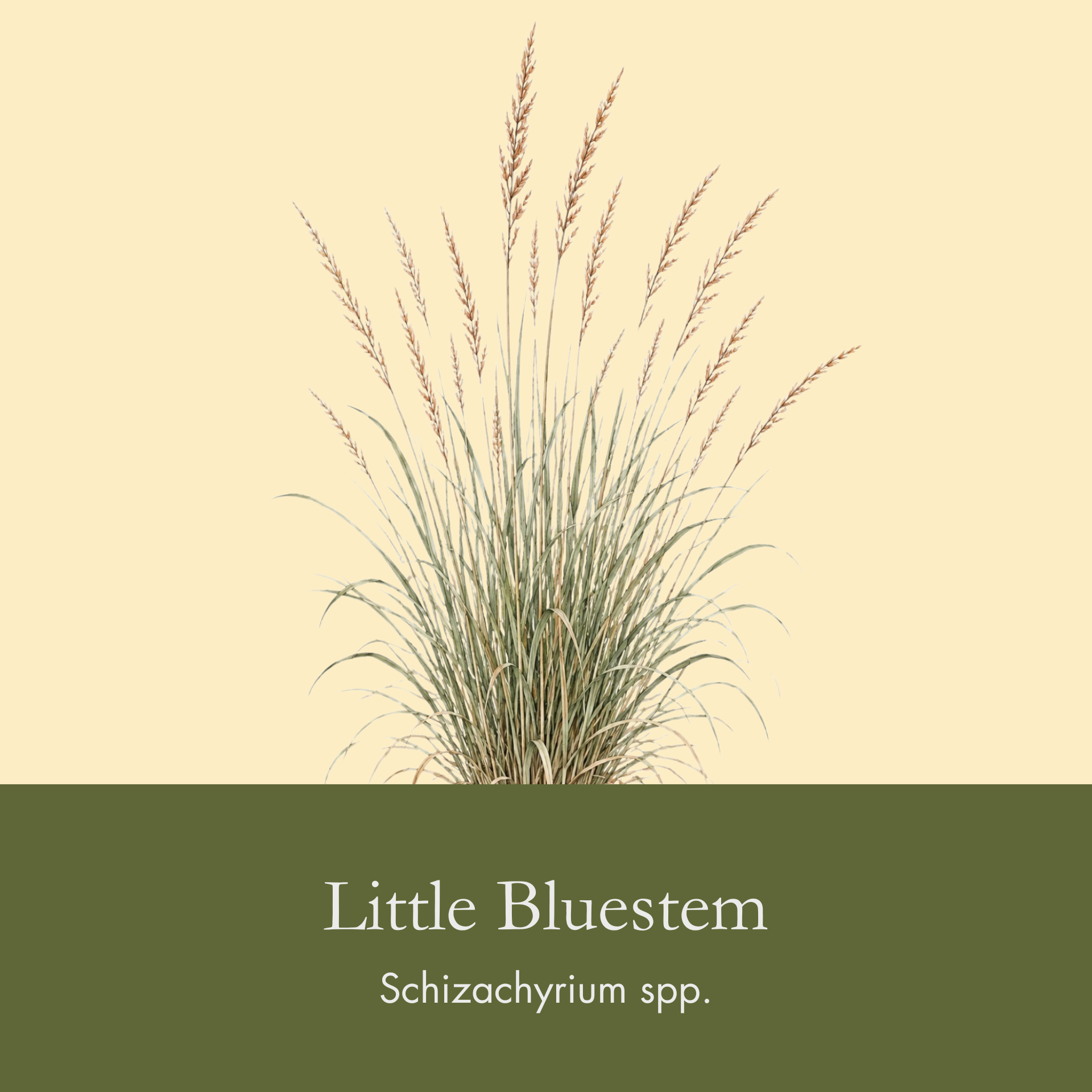 Little Bluestem.png