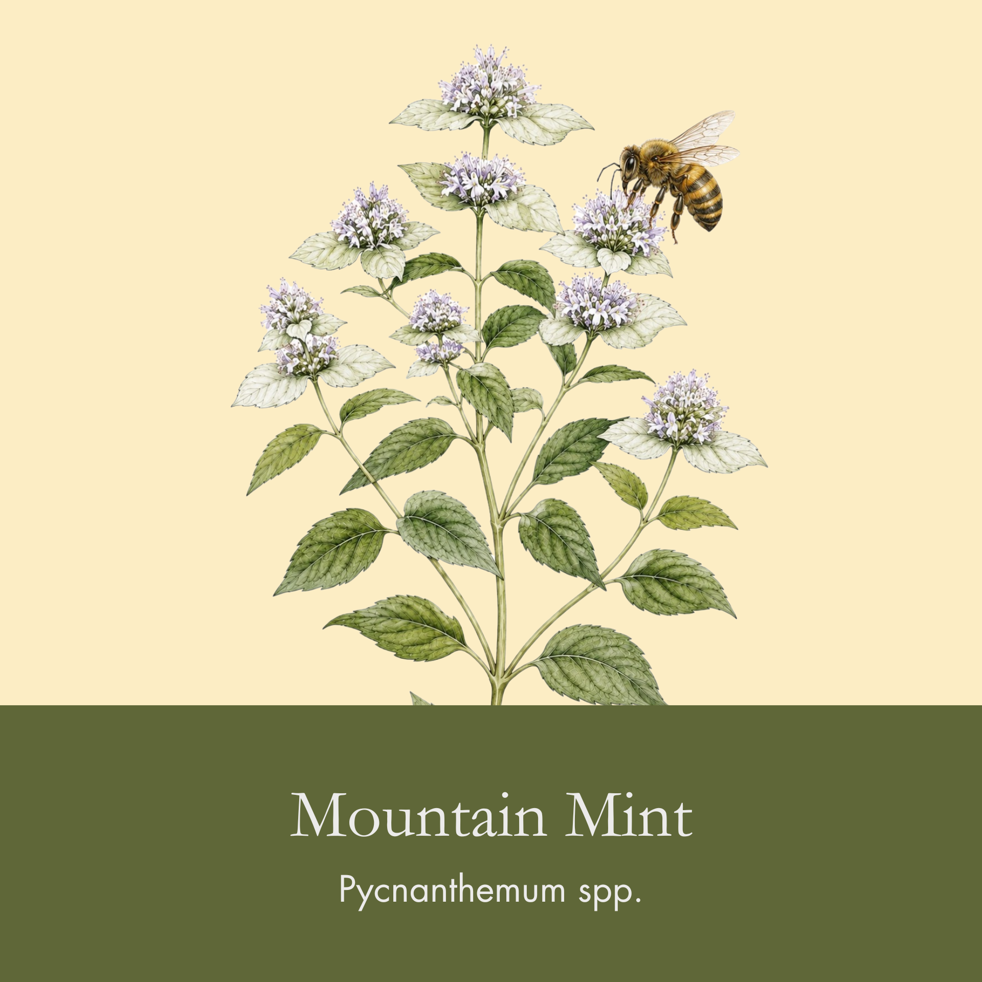 Mountain Mint.png