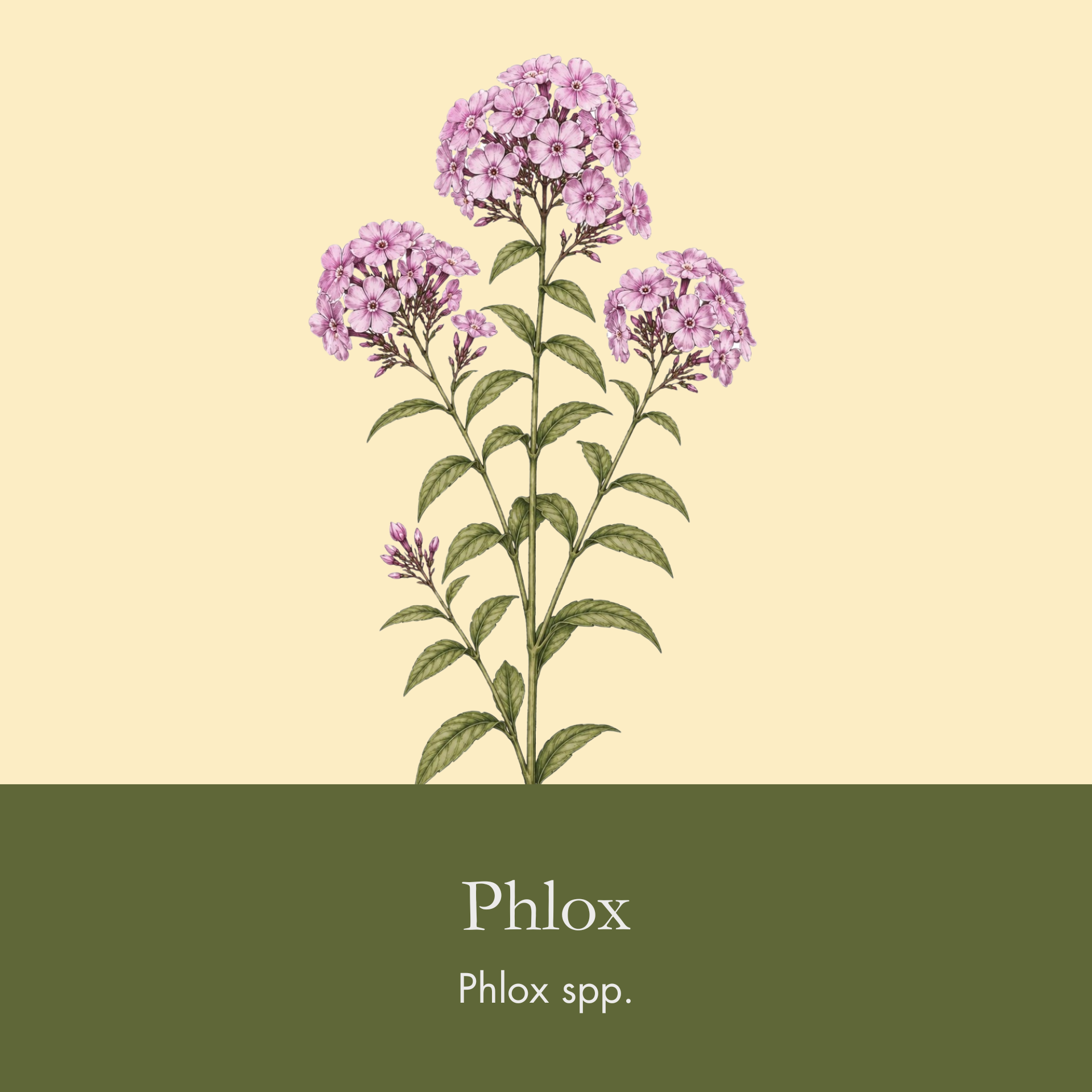 Phlox.png