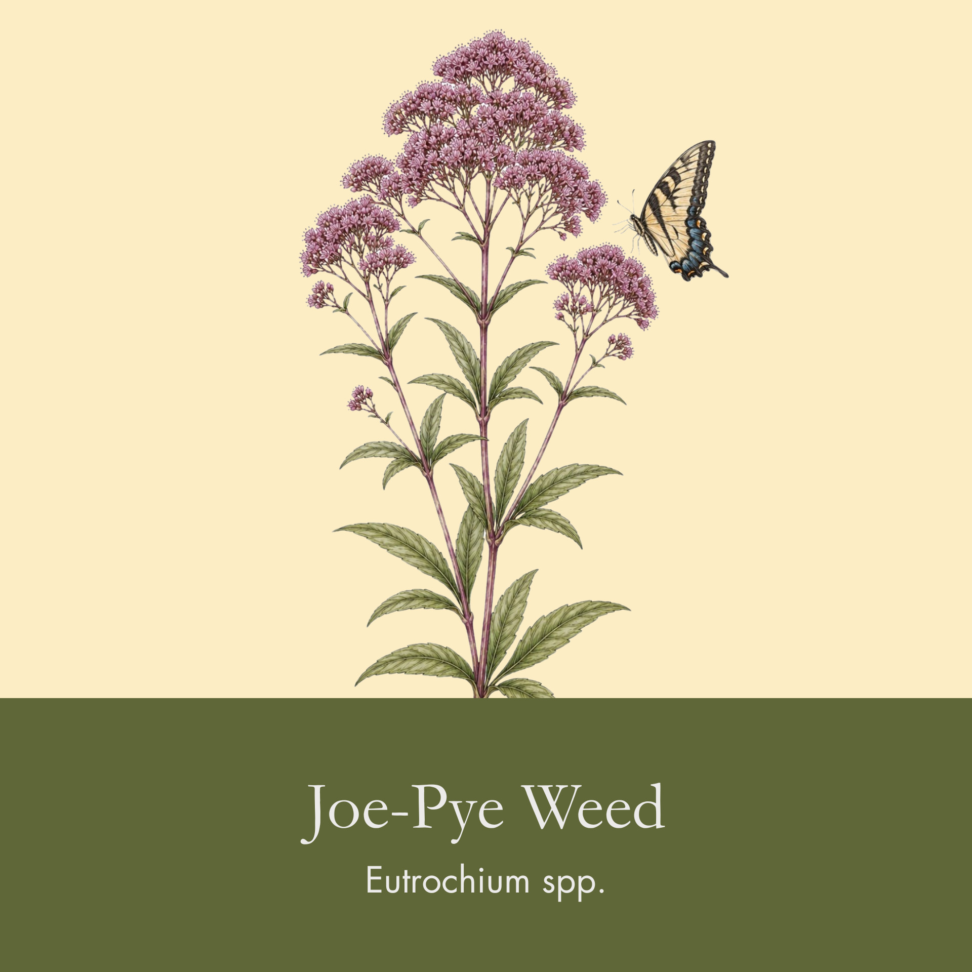 Joe-Pye Weed.png