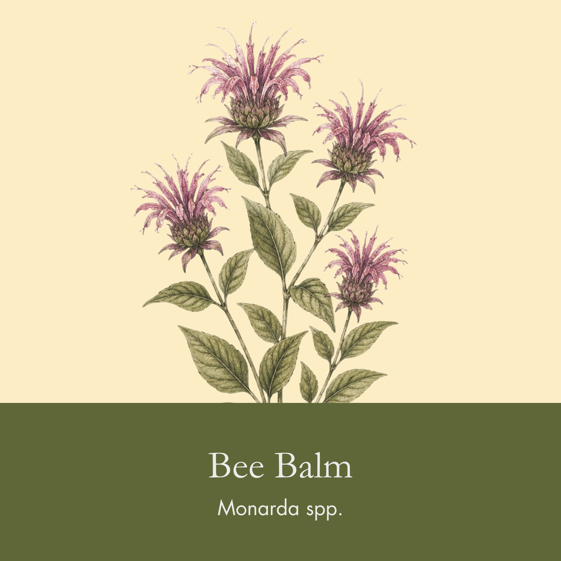 Bee Balm.png