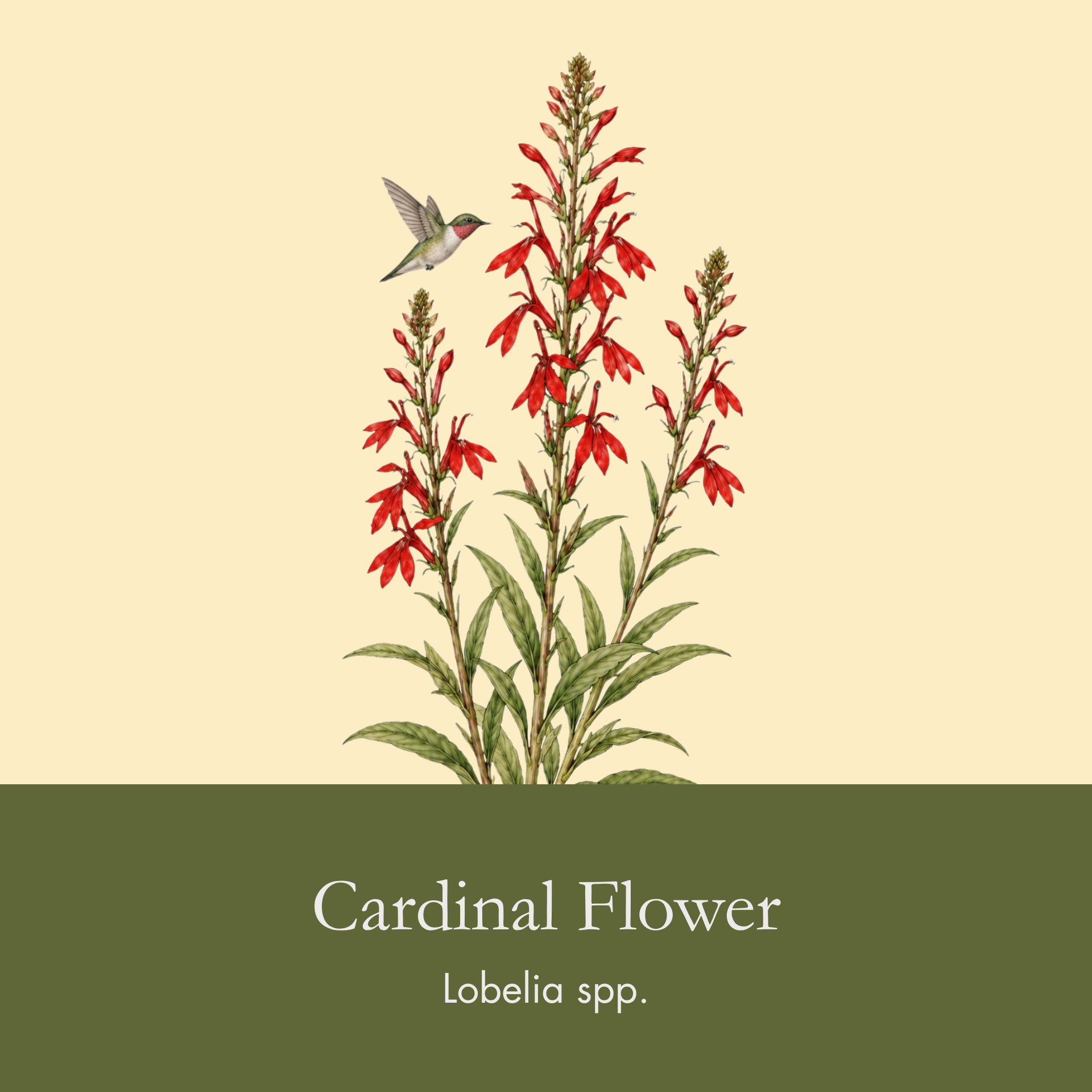 Cardinal Flower.png