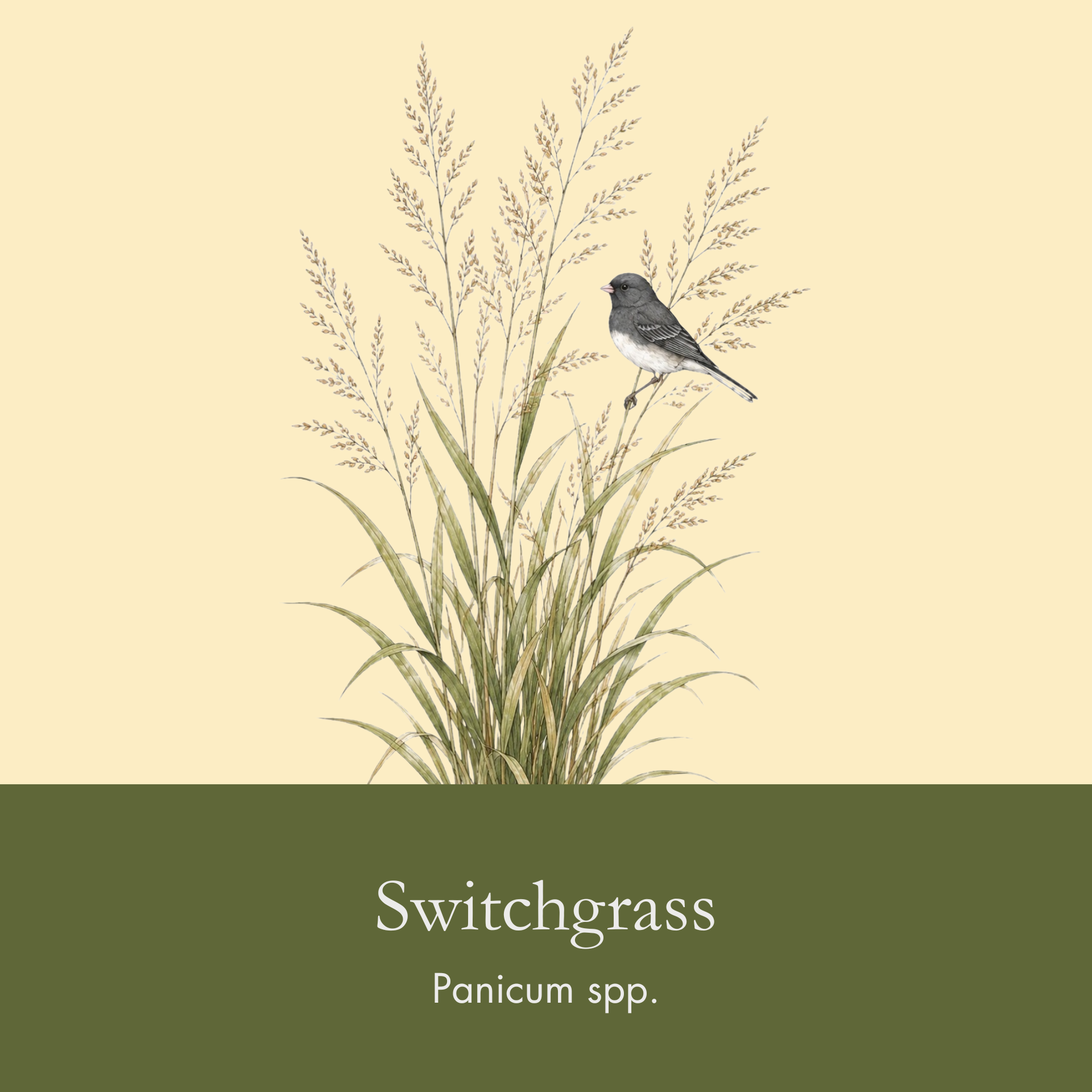 Switchgrass.png