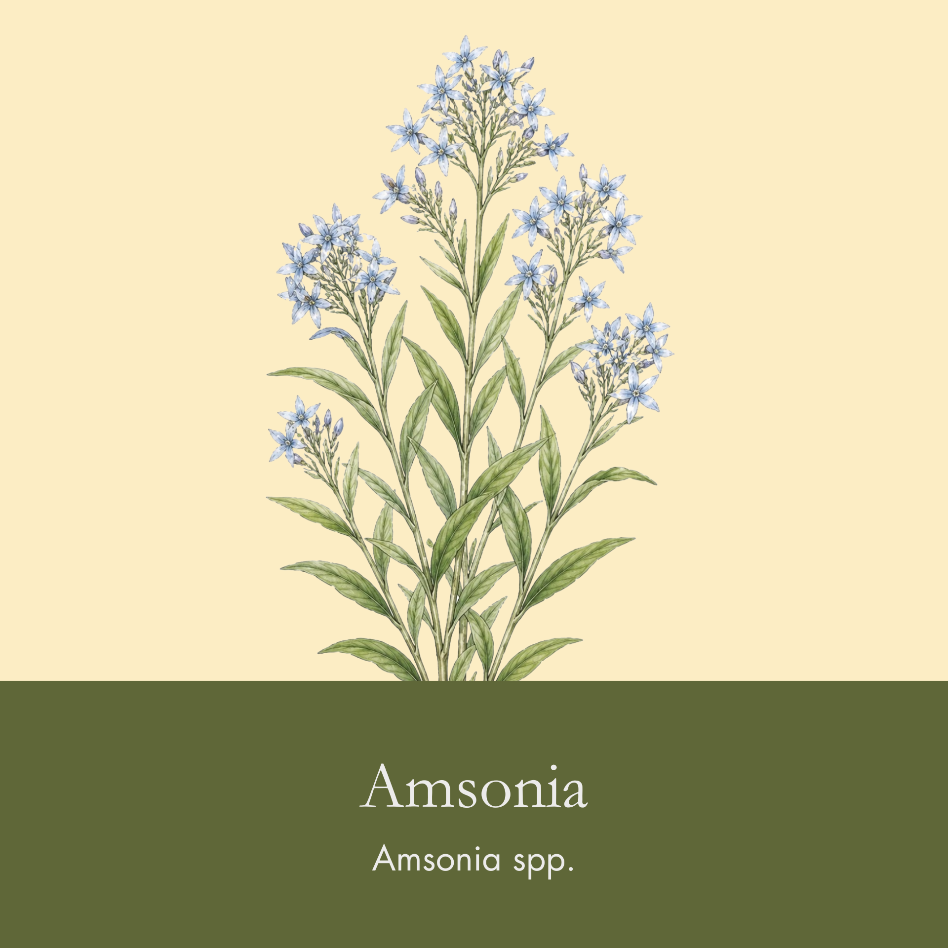 Amsonia.png