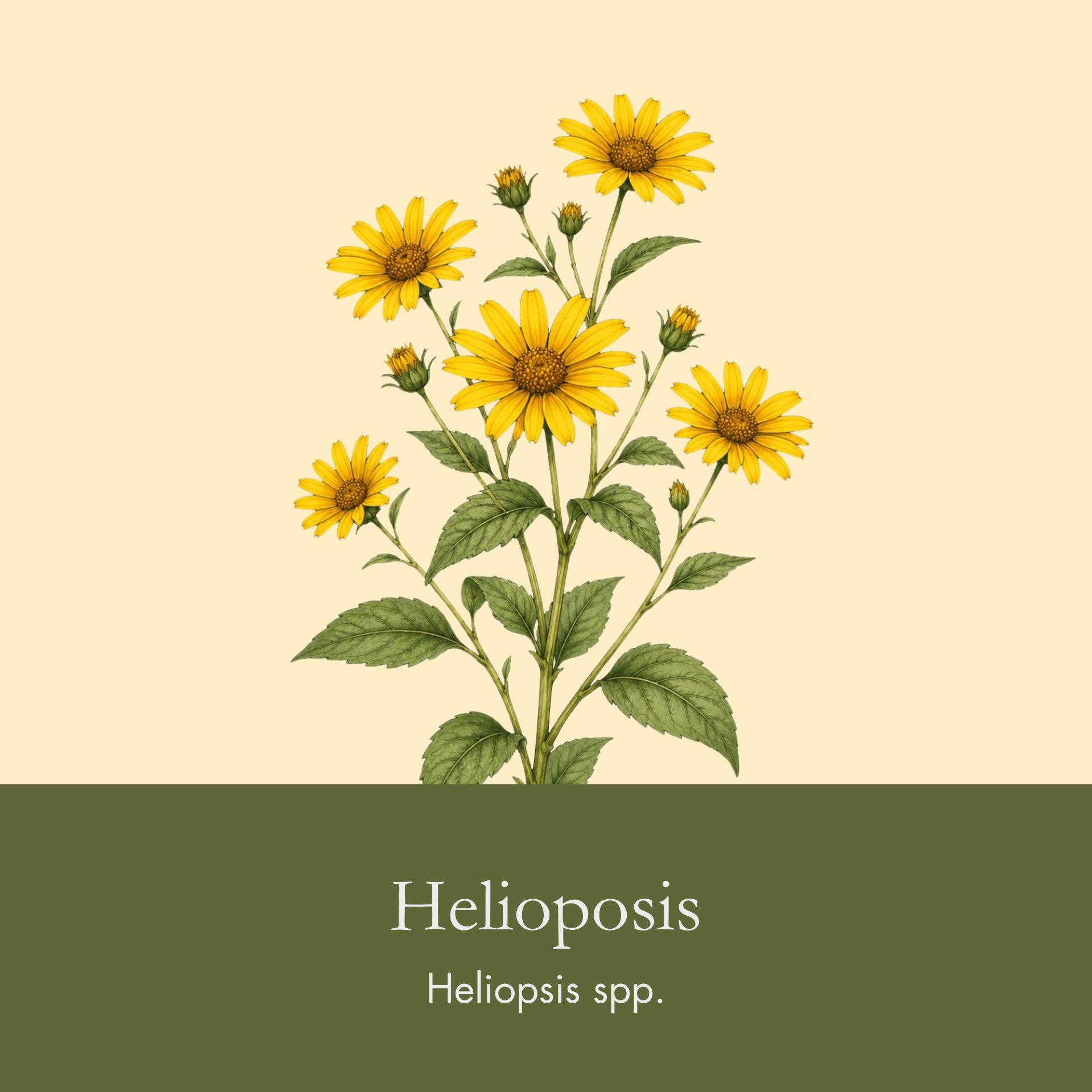 False Sunflower.png