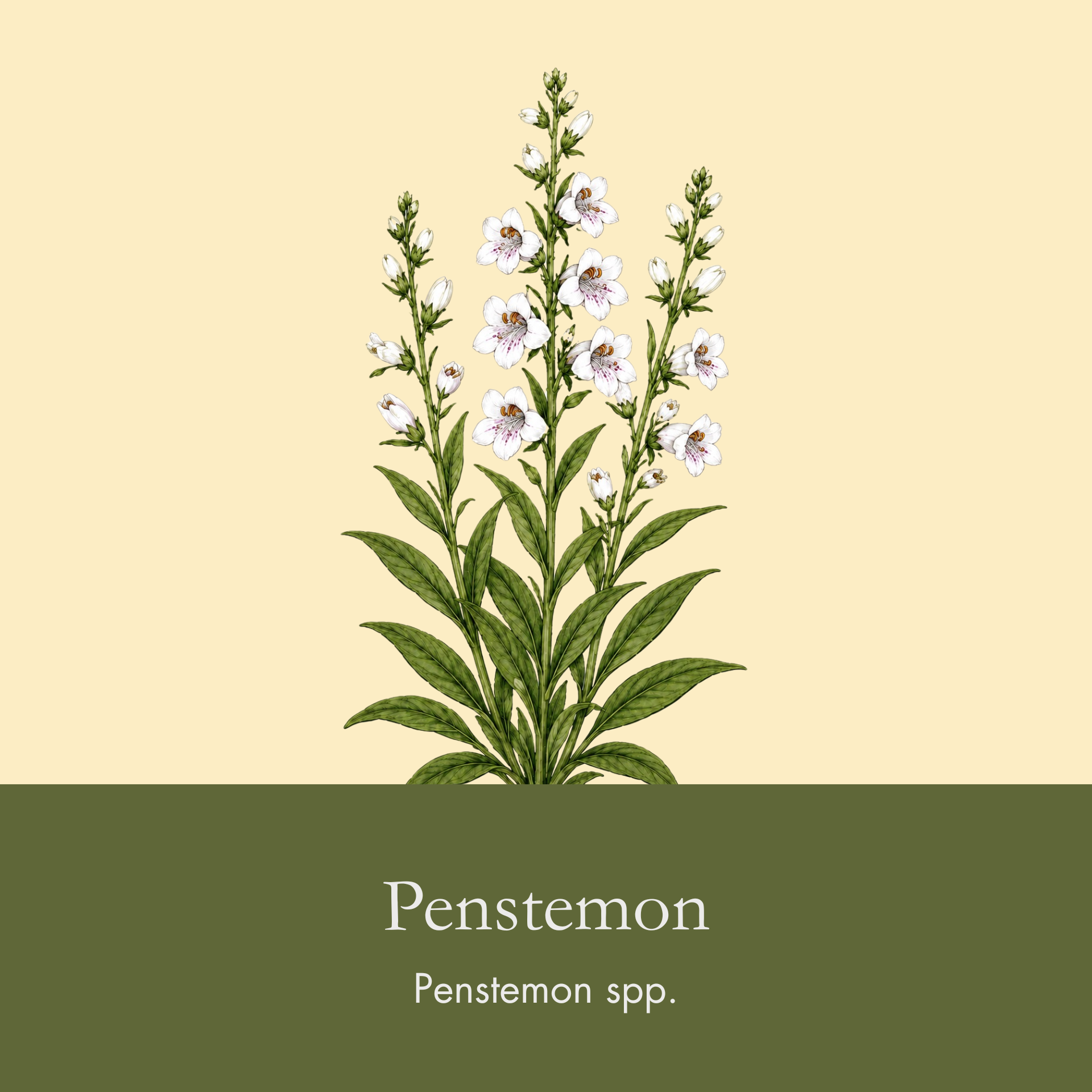 Foxglove Beardtongue.png
