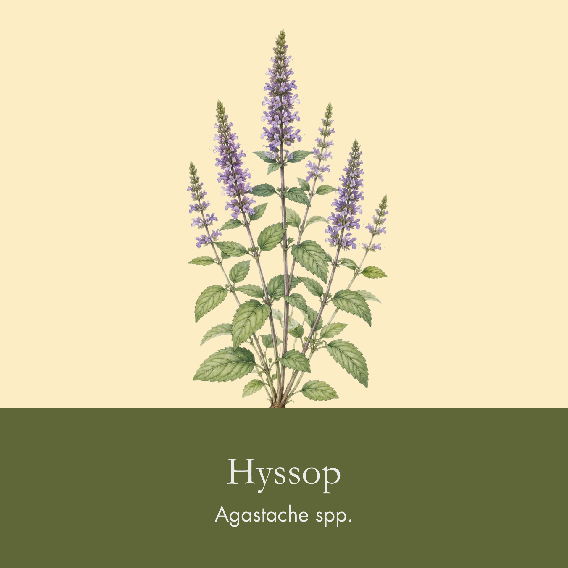 Giant Anise Hyssop.png