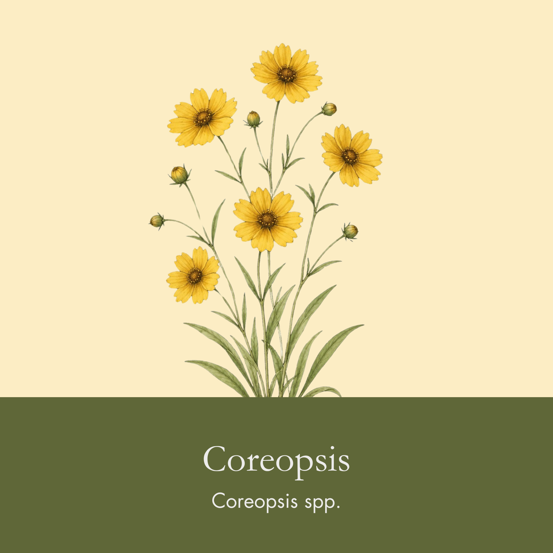 Tickseed.png