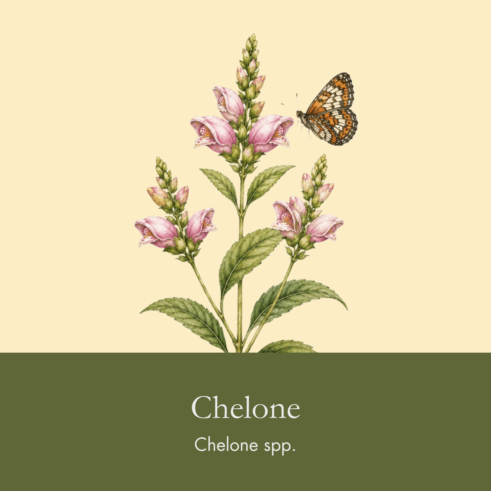 Turtlehead.png