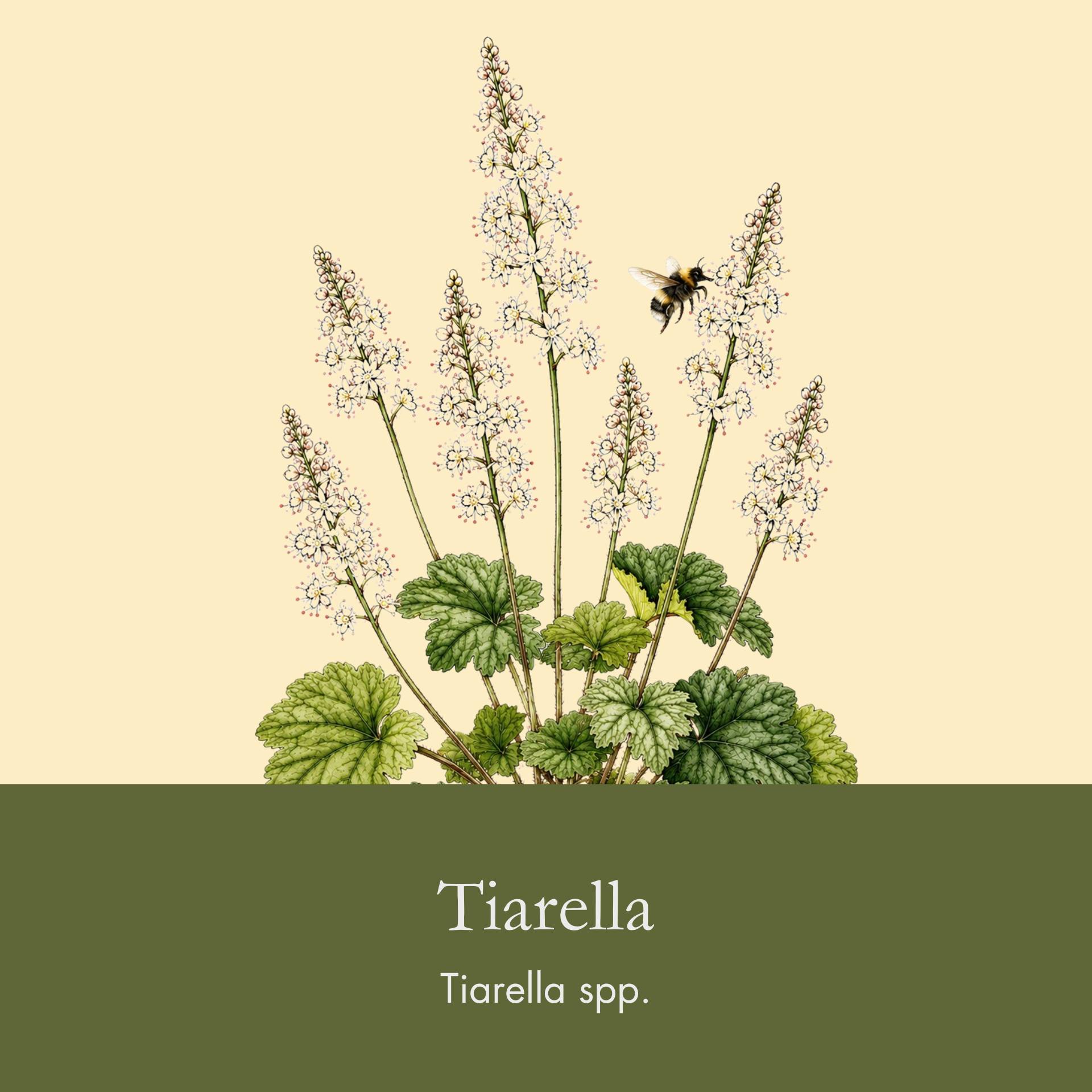 Foamflower.png