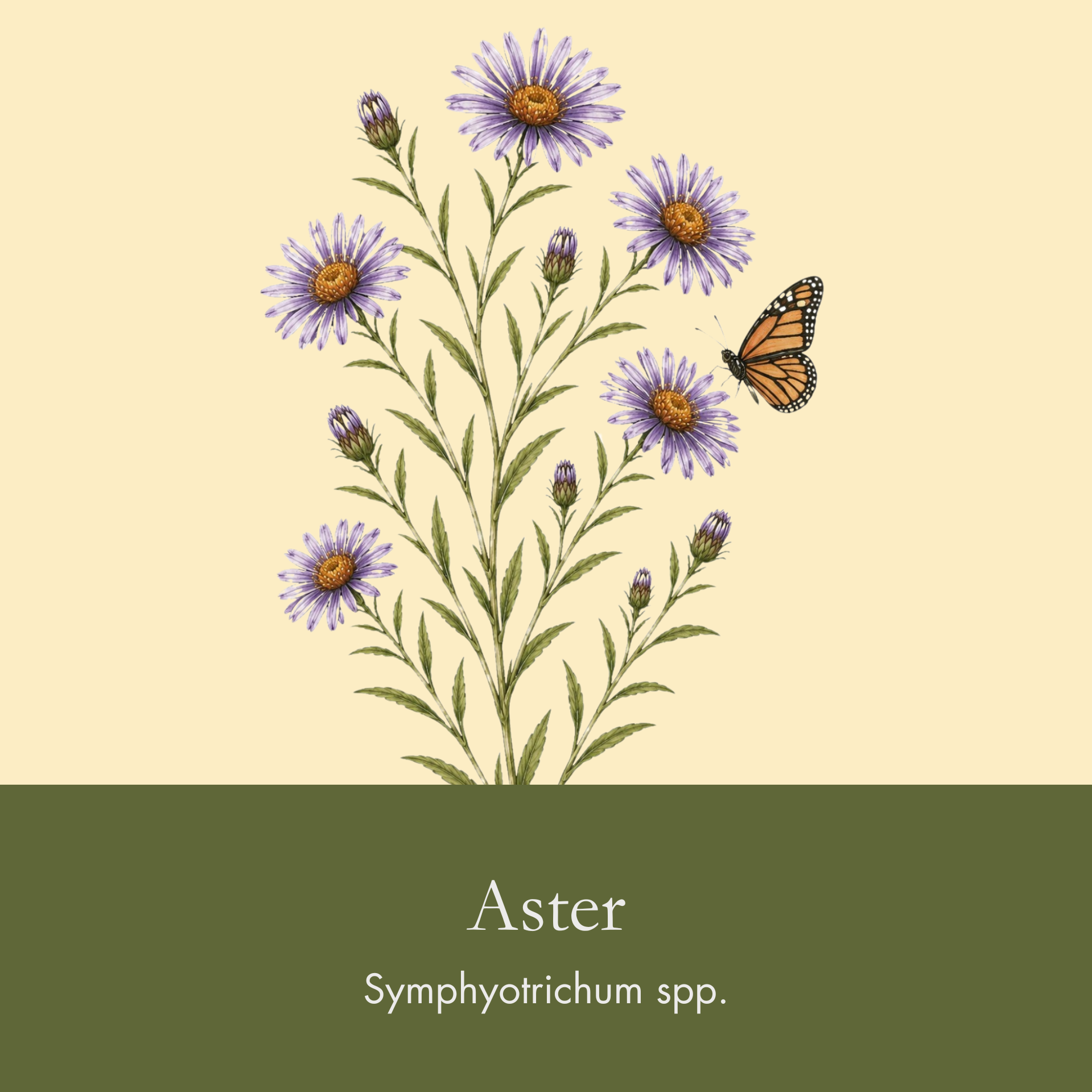 Aster.png