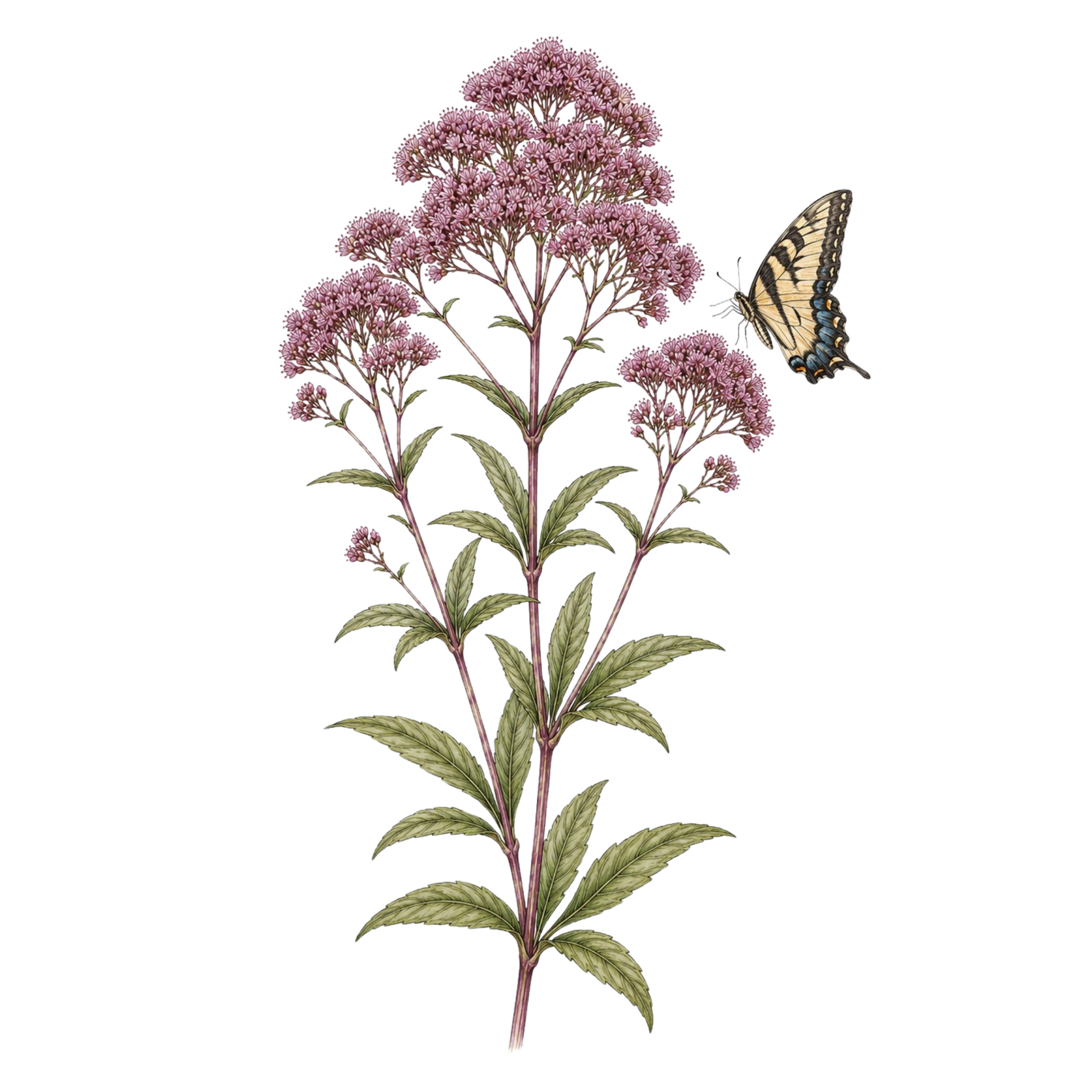 Joe-Pye Weed 