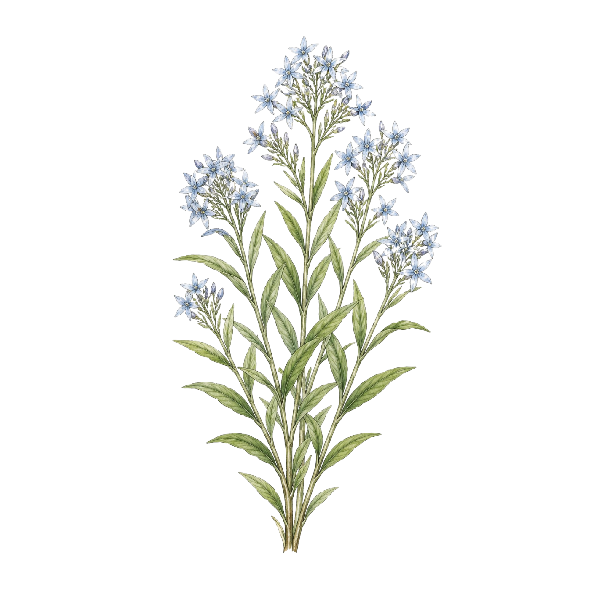 Amsonia