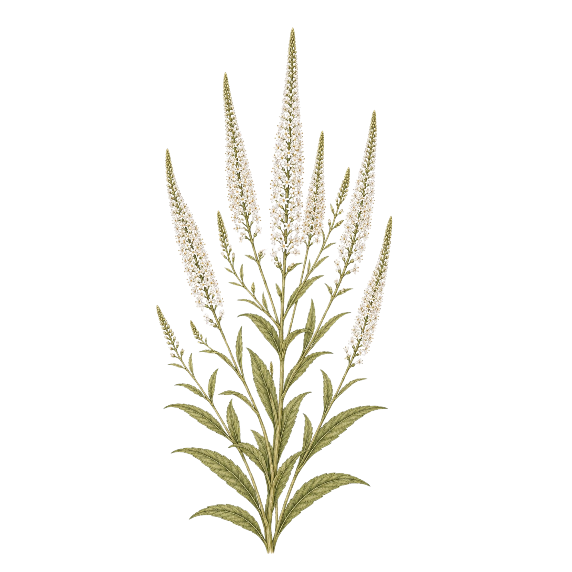 Culver’s Root