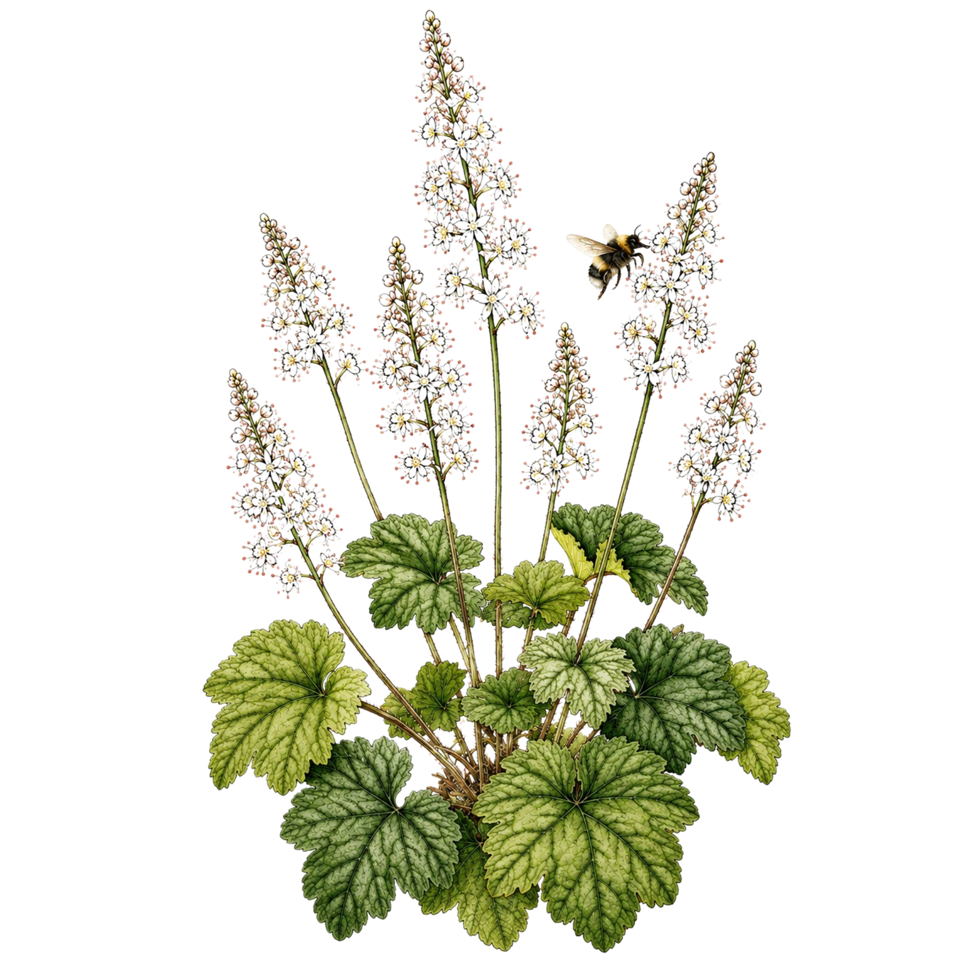 Tiarella