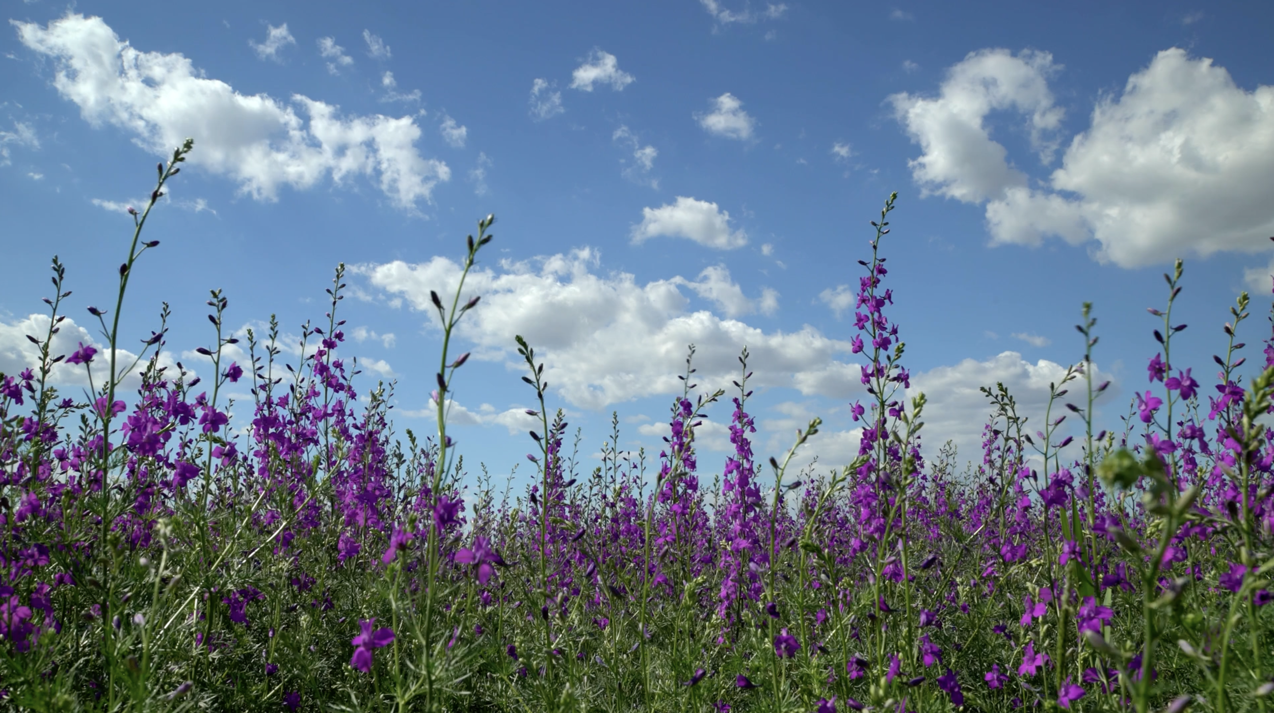 purple wildflowers.png