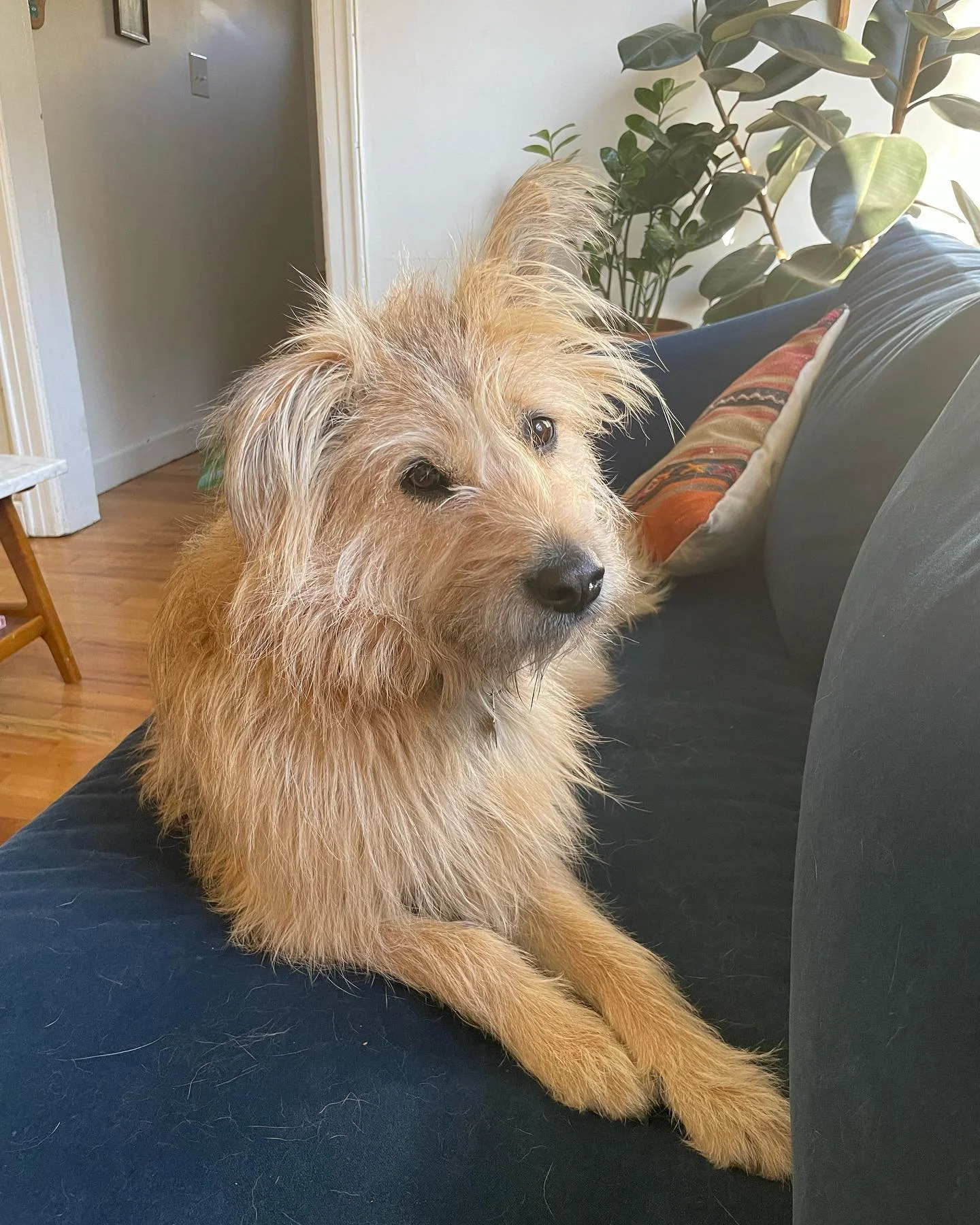 My second scruffy lady @koreank9rescue alumn in the span of 2 weeks. How lucky am I!

Manju and her parents are also doing some training with me to work on sharing, impulse control, and prepping for the arrival of a human baby brother. 
When we reali