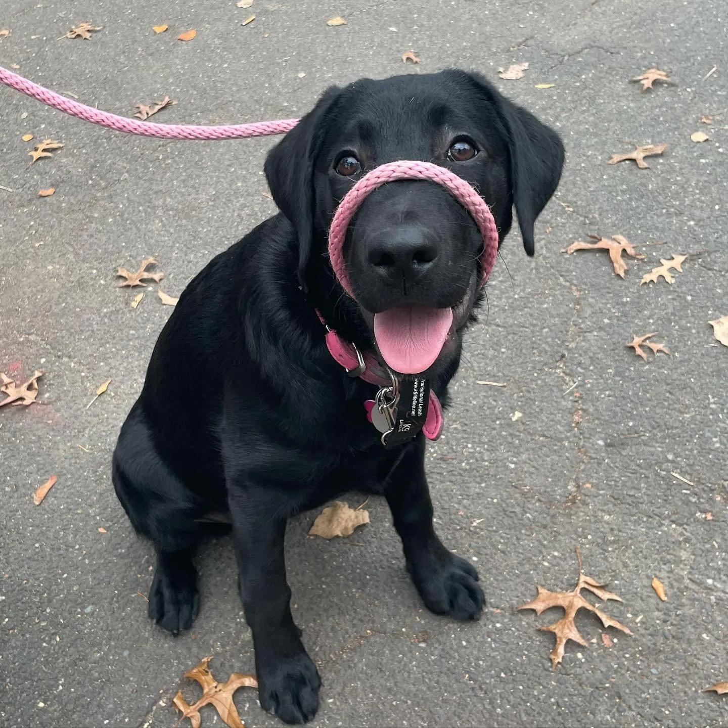 A very special new training client, for more reasons than one! 
Iona&rsquo;s mom got her with hopes to train her into her service dog. That is quite special on its own&hellip;
 
Even more special is the fact that Iona comes from the breeding program 