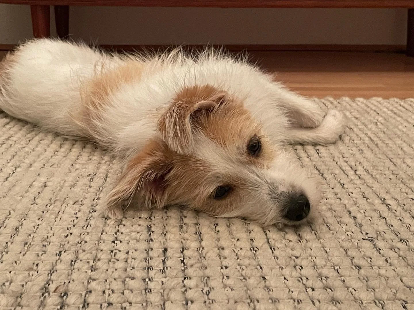 It&rsquo;s tiring having a blast&hellip; Song is so tired her ears have melted!