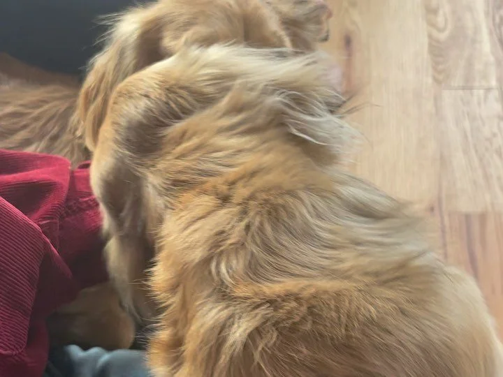 What&rsquo;s better than a day off? A day mostly off and then spending 4 hours at DauschundHaus.

I first connected with Sailor Moon and Jean-Luc&rsquo;s parents when they were getting ready to bring JL home as a puppy. We did a virtual puppy prep se