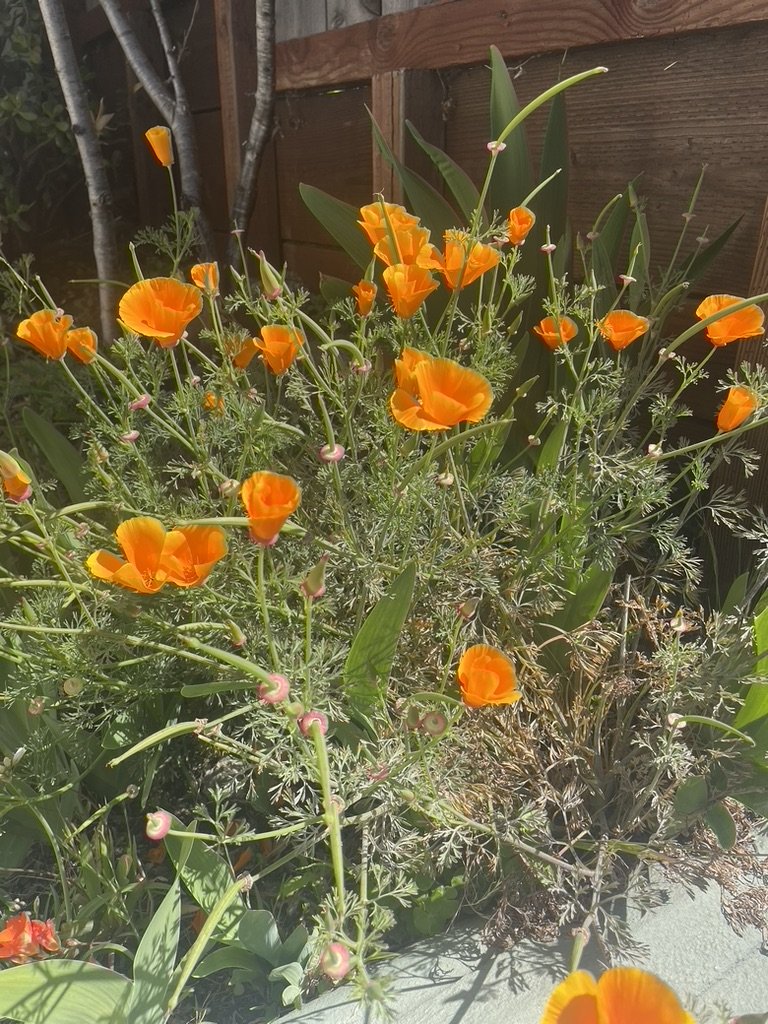 Nevada County Democrats Candidate Forum