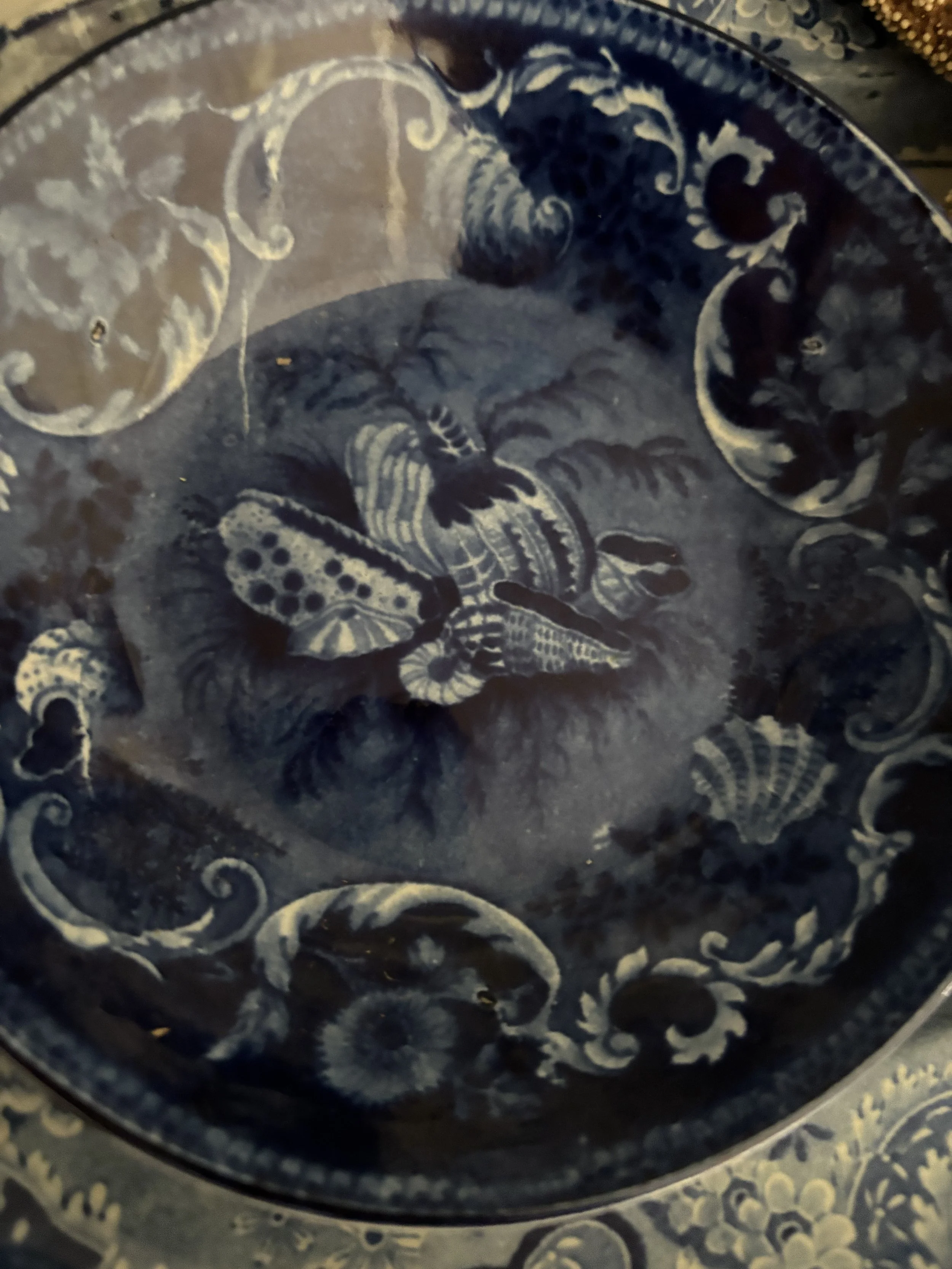 Treasures from the Tide: How a Craze for Shell Collecting Shaped Early 1800s Transferware