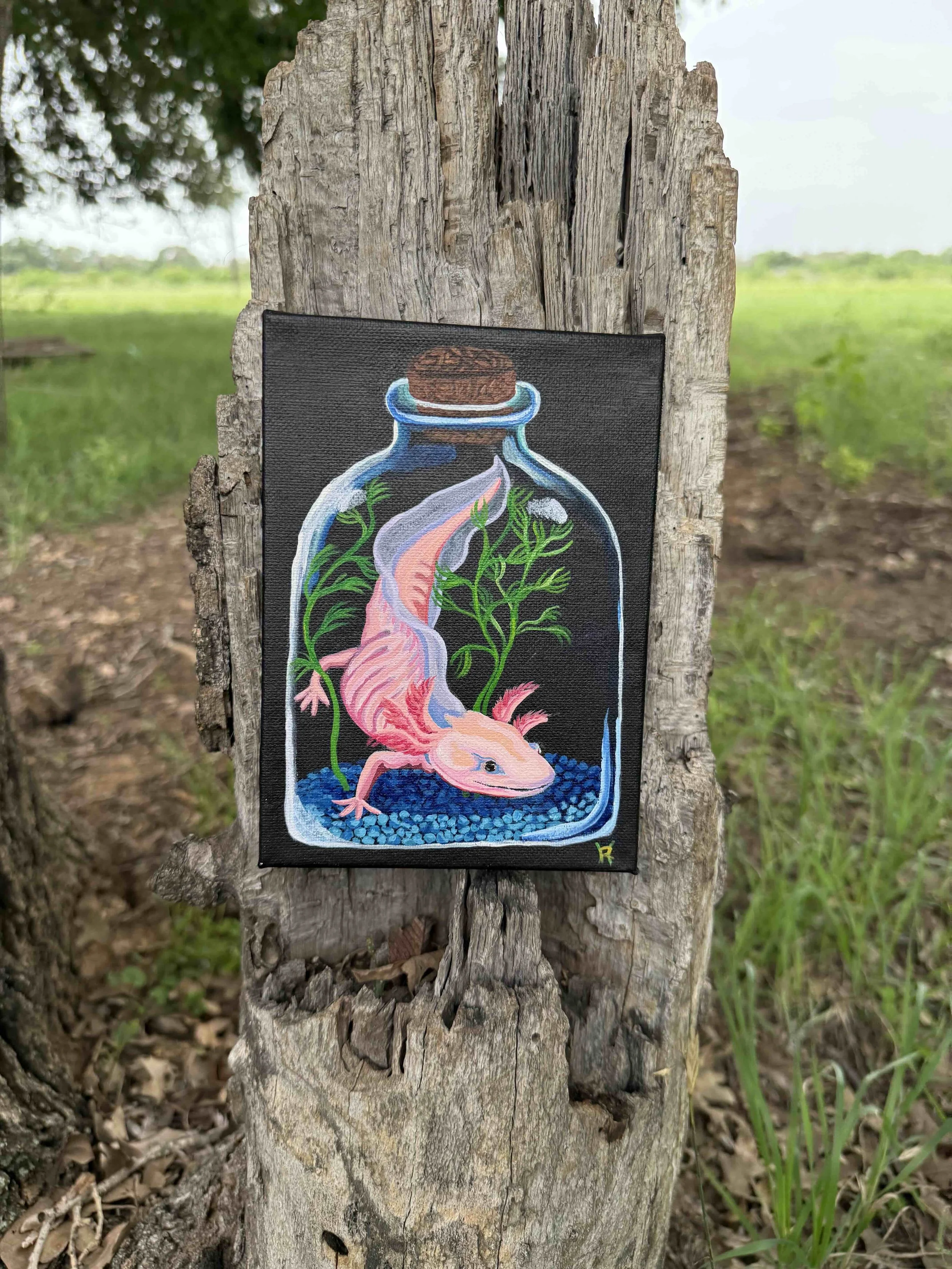 Axolotl1.jpg