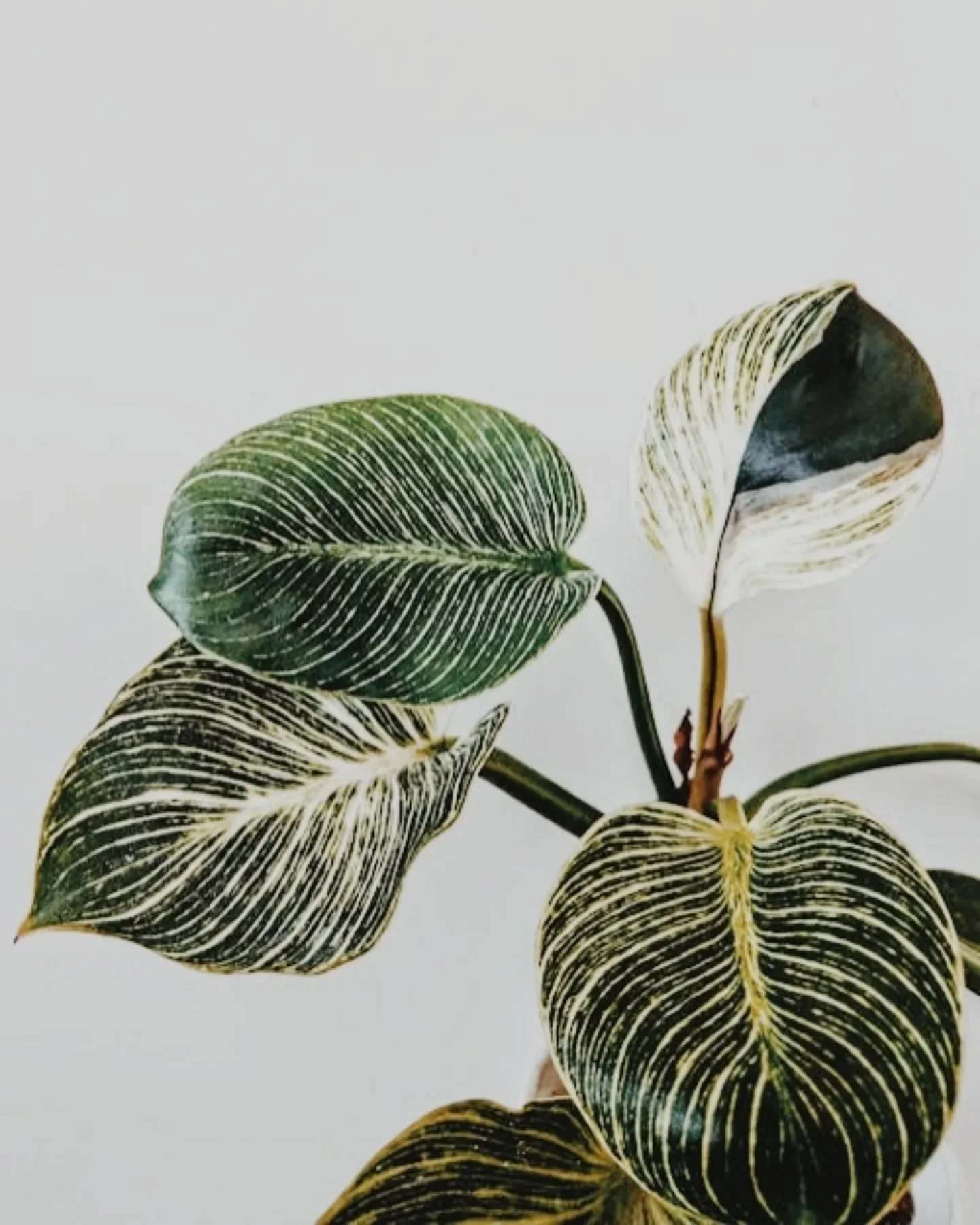 ✨ It&rsquo;s Wednesday, the perfect time to check in on your fitness goals and keep pushing through the week! ✨ Here are a few tips to stay on track:

1️⃣ Set Mini Goals &ndash; Break your big goals into smaller, achievable tasks for a sense of accom