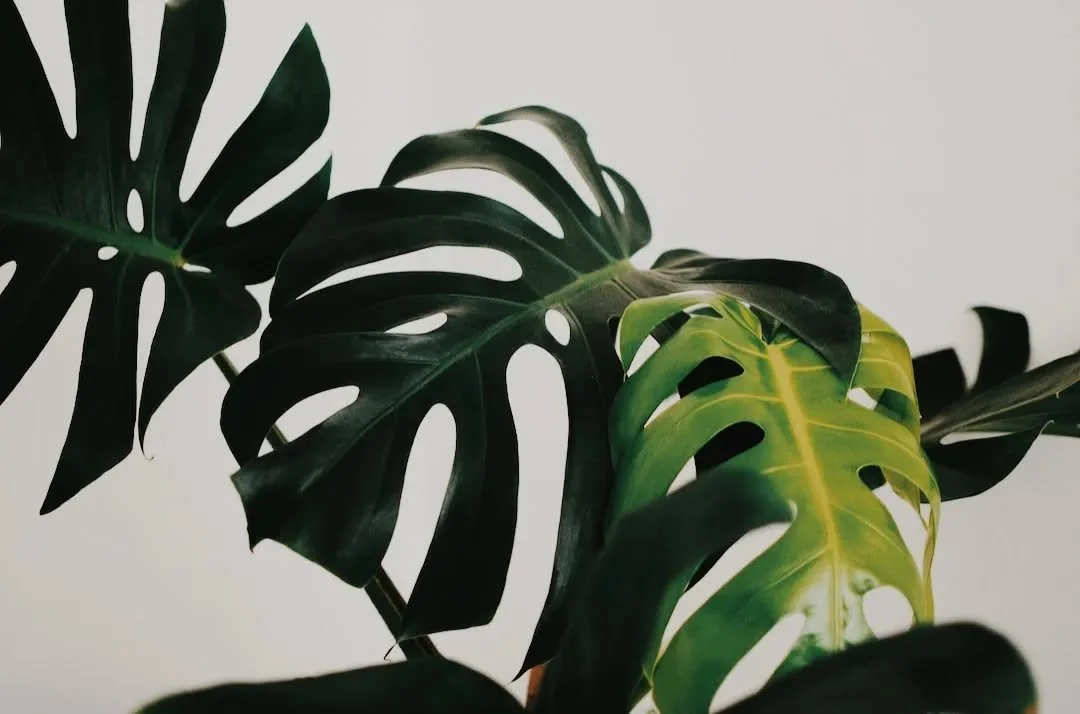 Happy Thanksgiving eve! Try these simple tips to keep your Thanksgiving holiday healthy + happy! 🦃
&bull; Don't skip breakfast
Step one to a healthy, happy Thanksgiving: Eat breakfast. You won't be as hungry and less likely to over eat at dinner tim