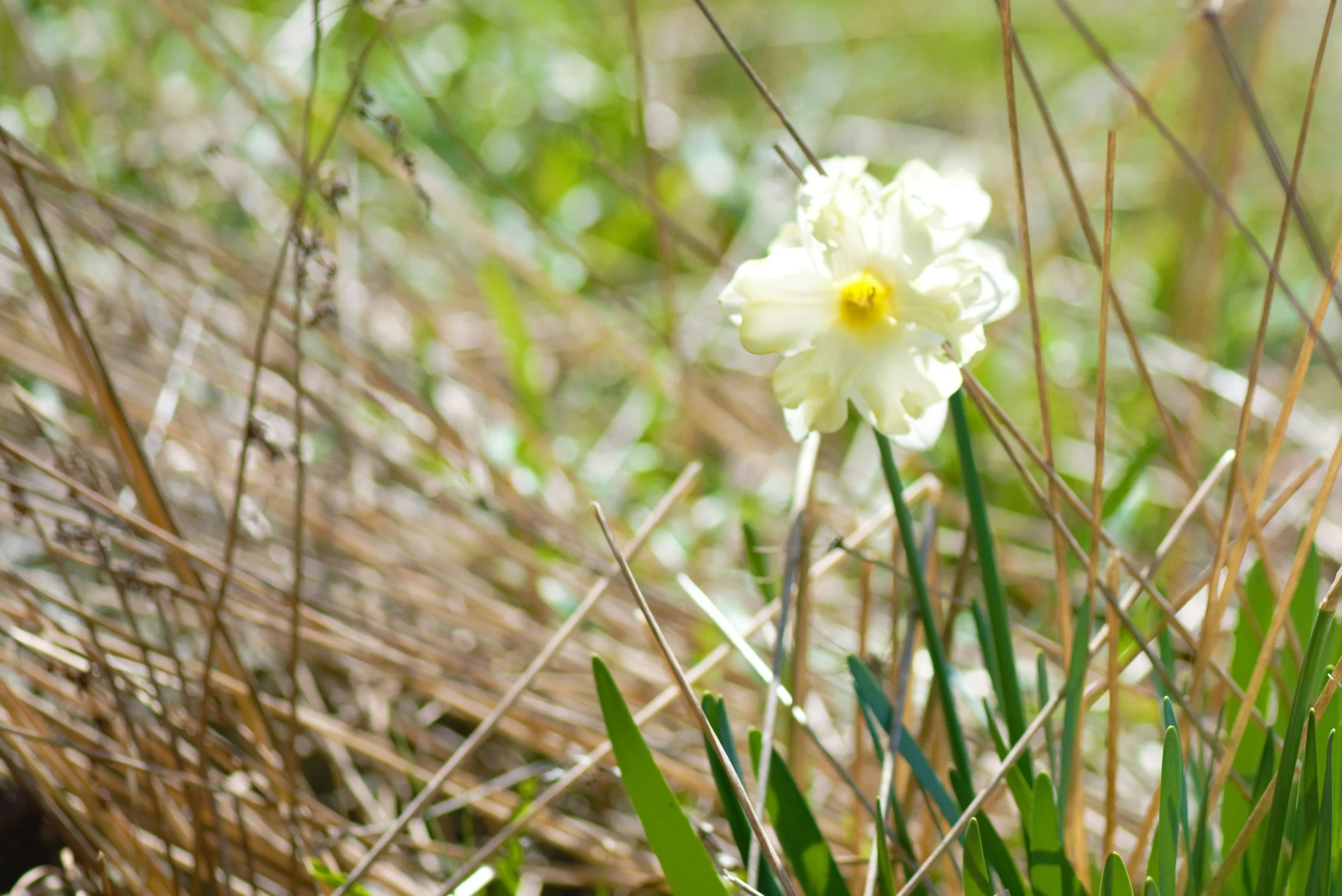 A white flower with a yellow center growing amidst green grass and dried brown twigs in a natural outdoor setting.