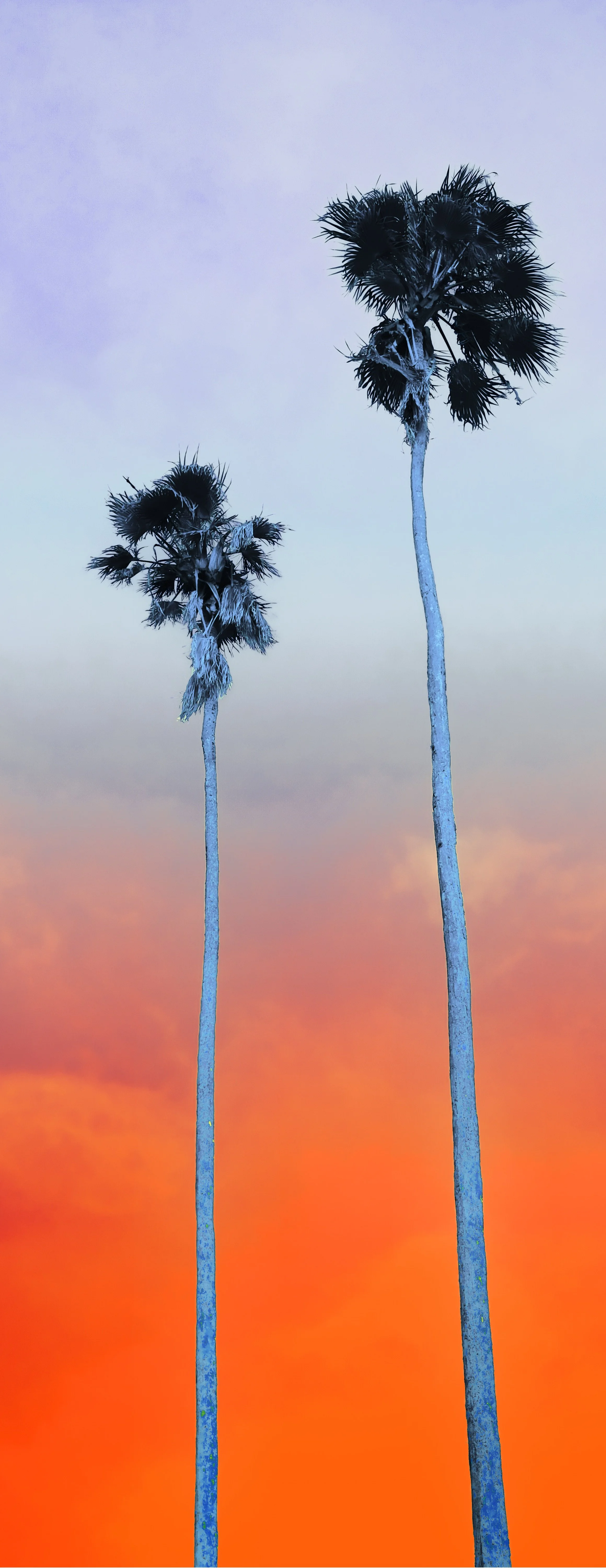 23"x60" Metal Print
$1,500