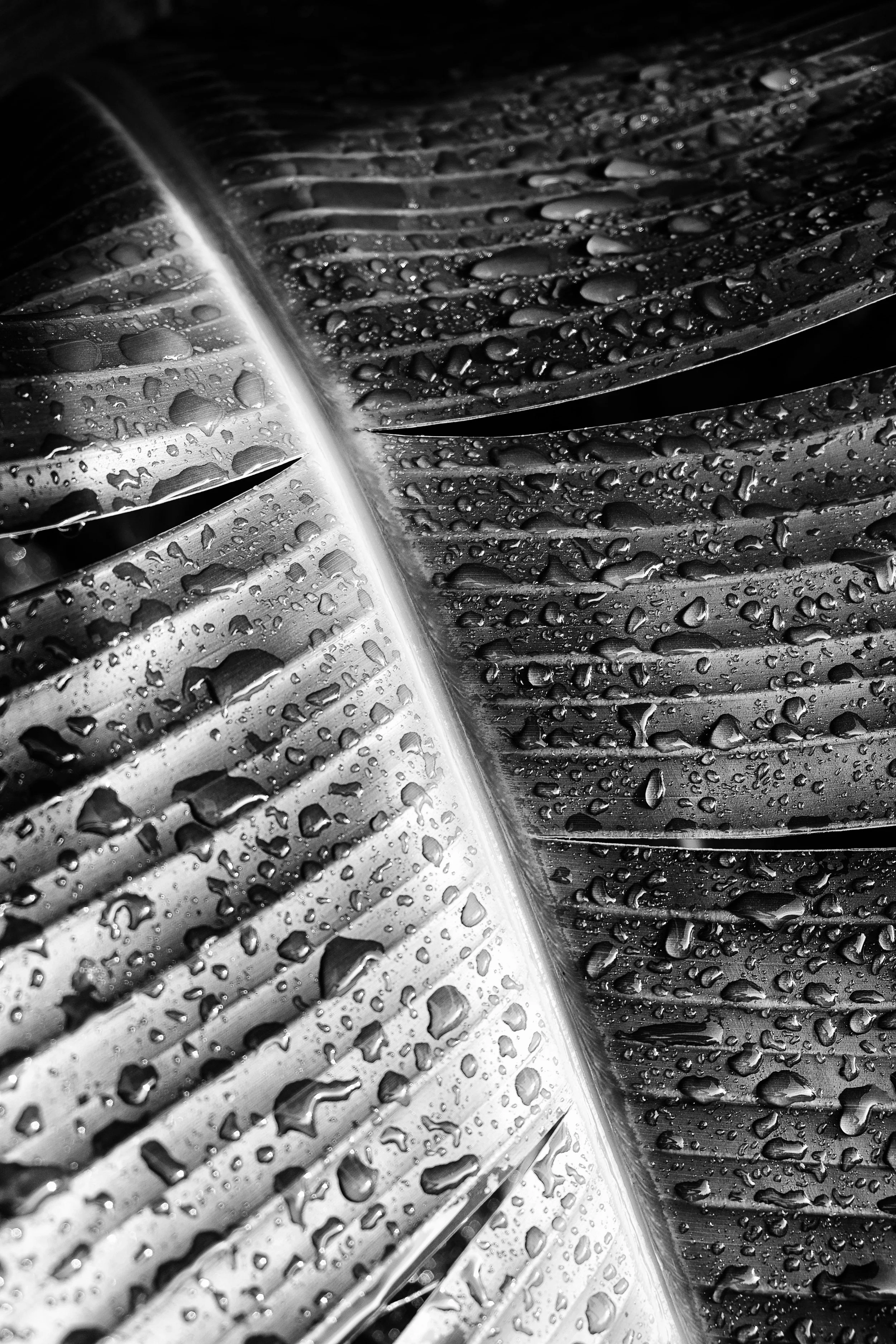 22"x38" Metal Print
$2,200