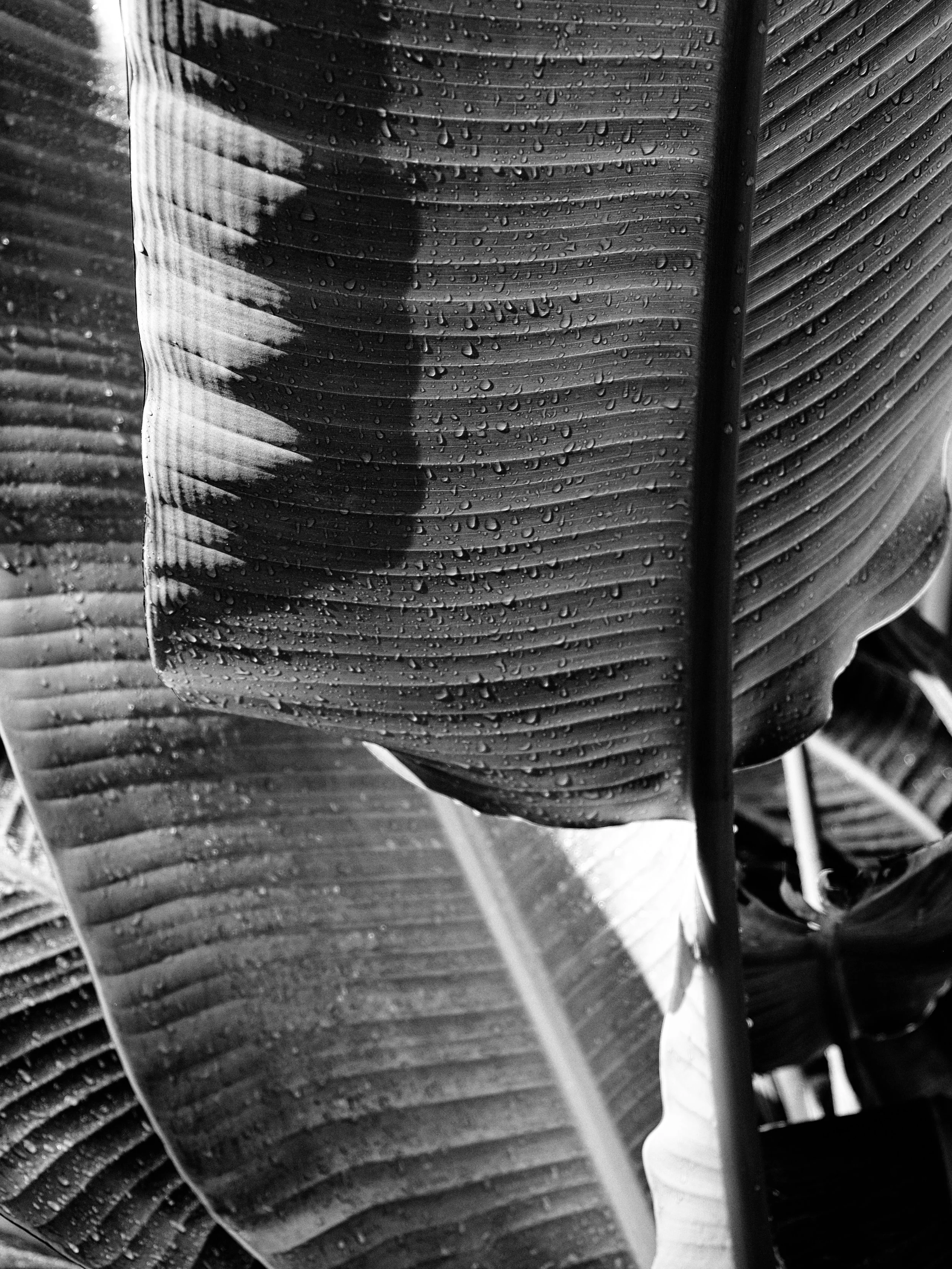 22"x38" Metal Print
$2,200