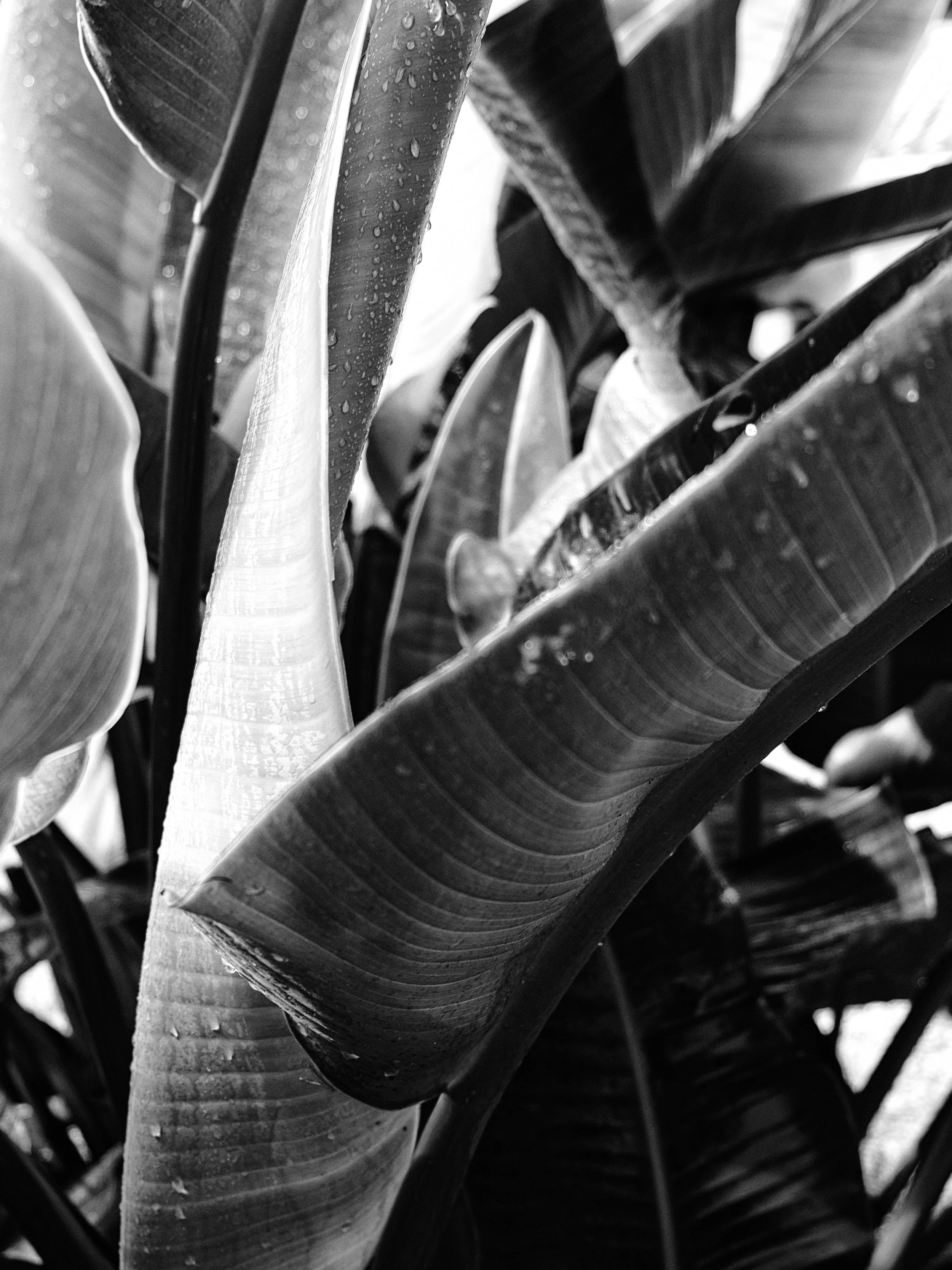 22"x38" Metal Print
$2,200