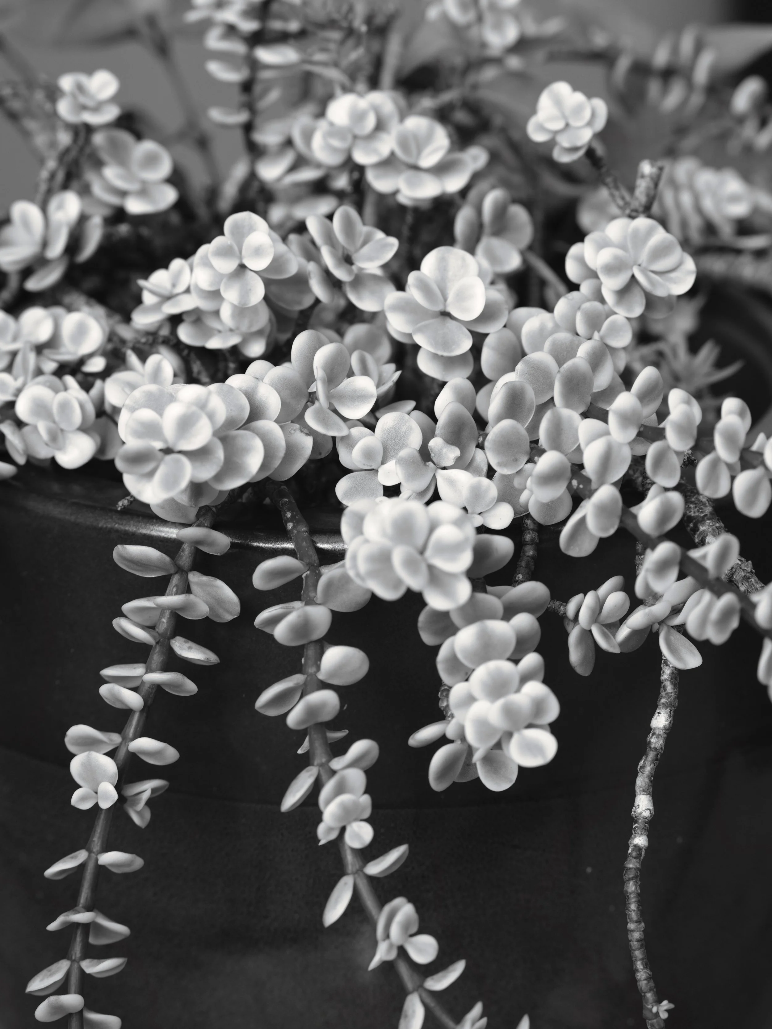 20"x30" Metal Print
$1,500