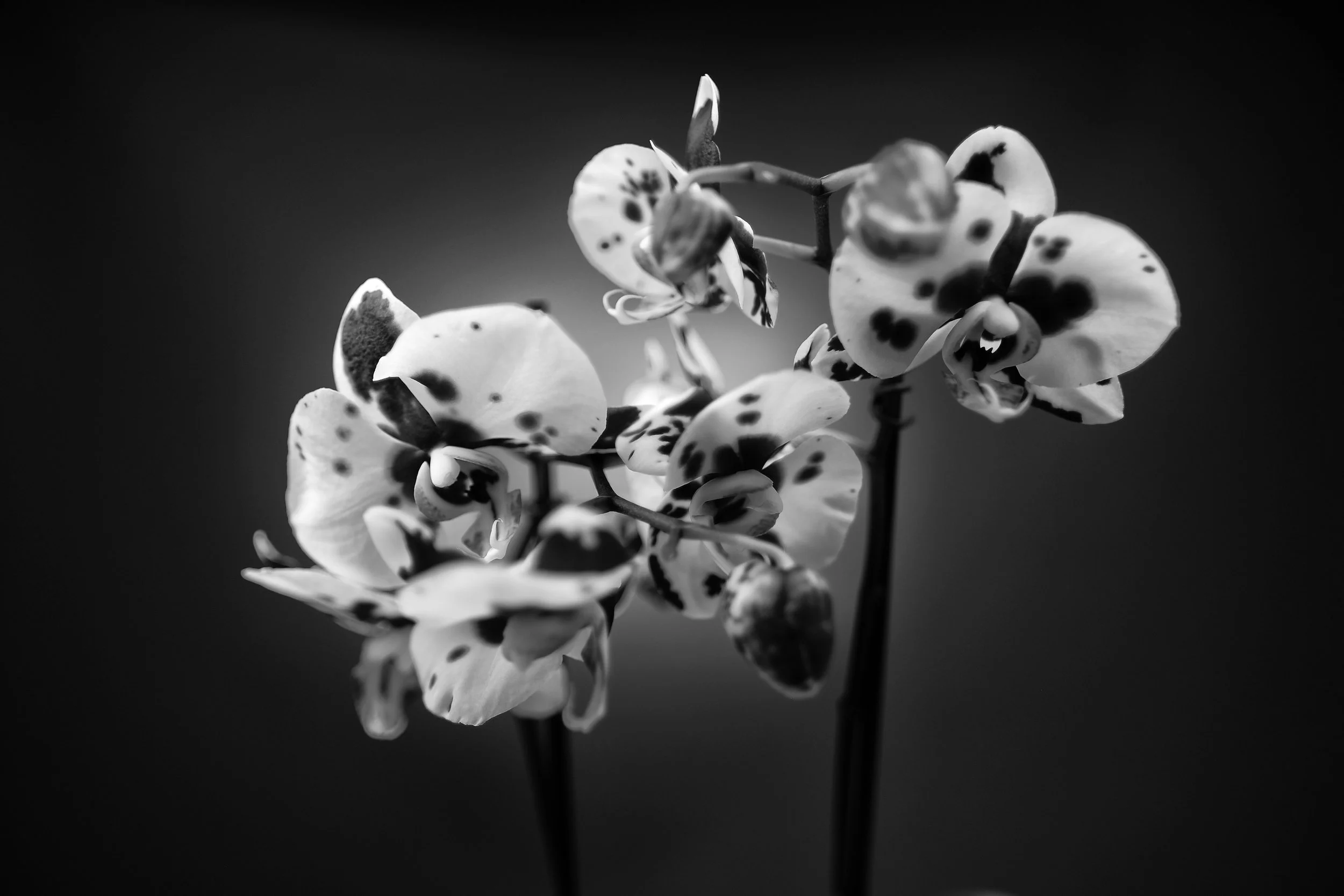 20"x30" Metal Print
$1,500