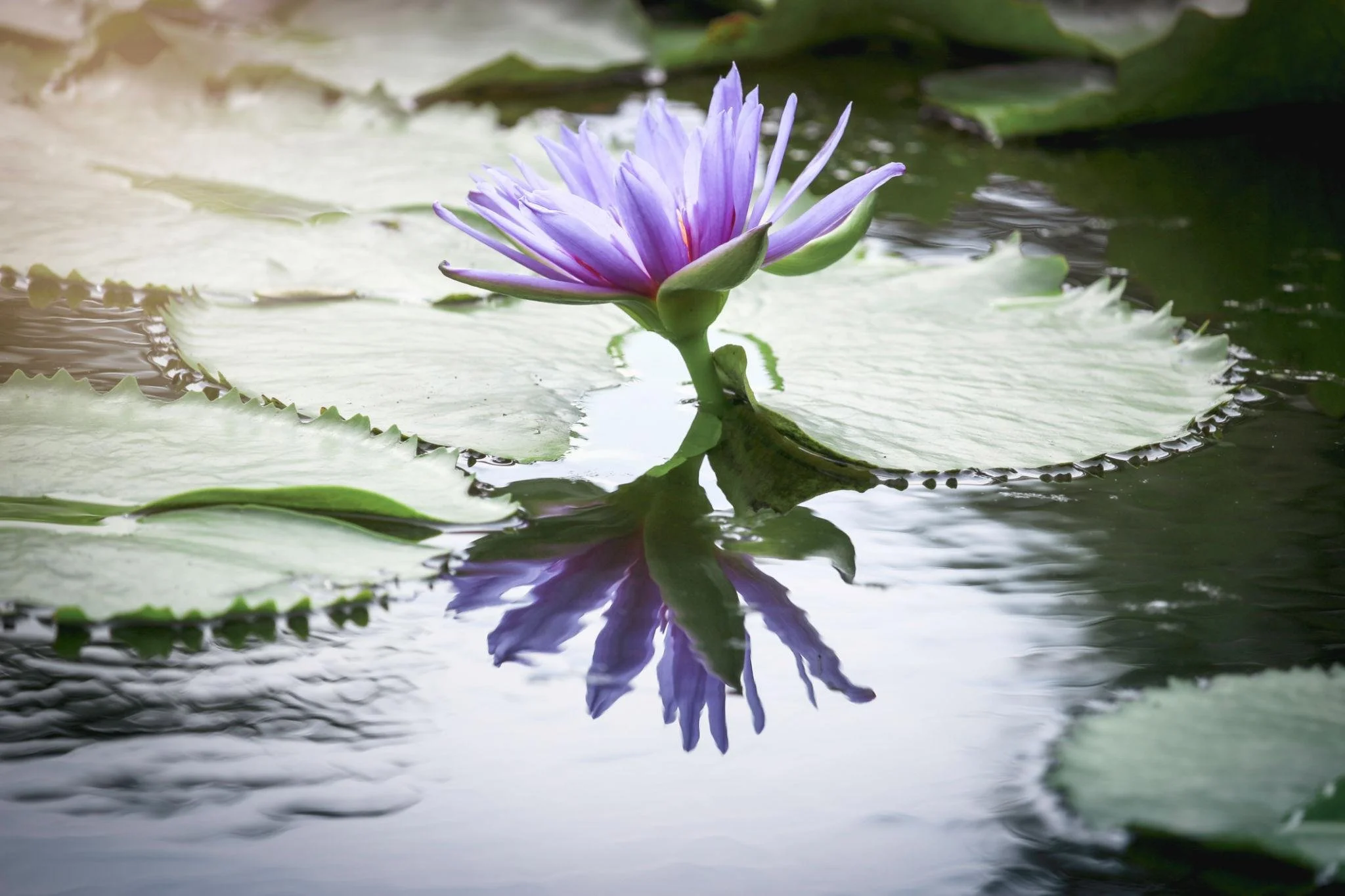 A purple water lily flower on a pond with green lily pads and a reflection in the water.